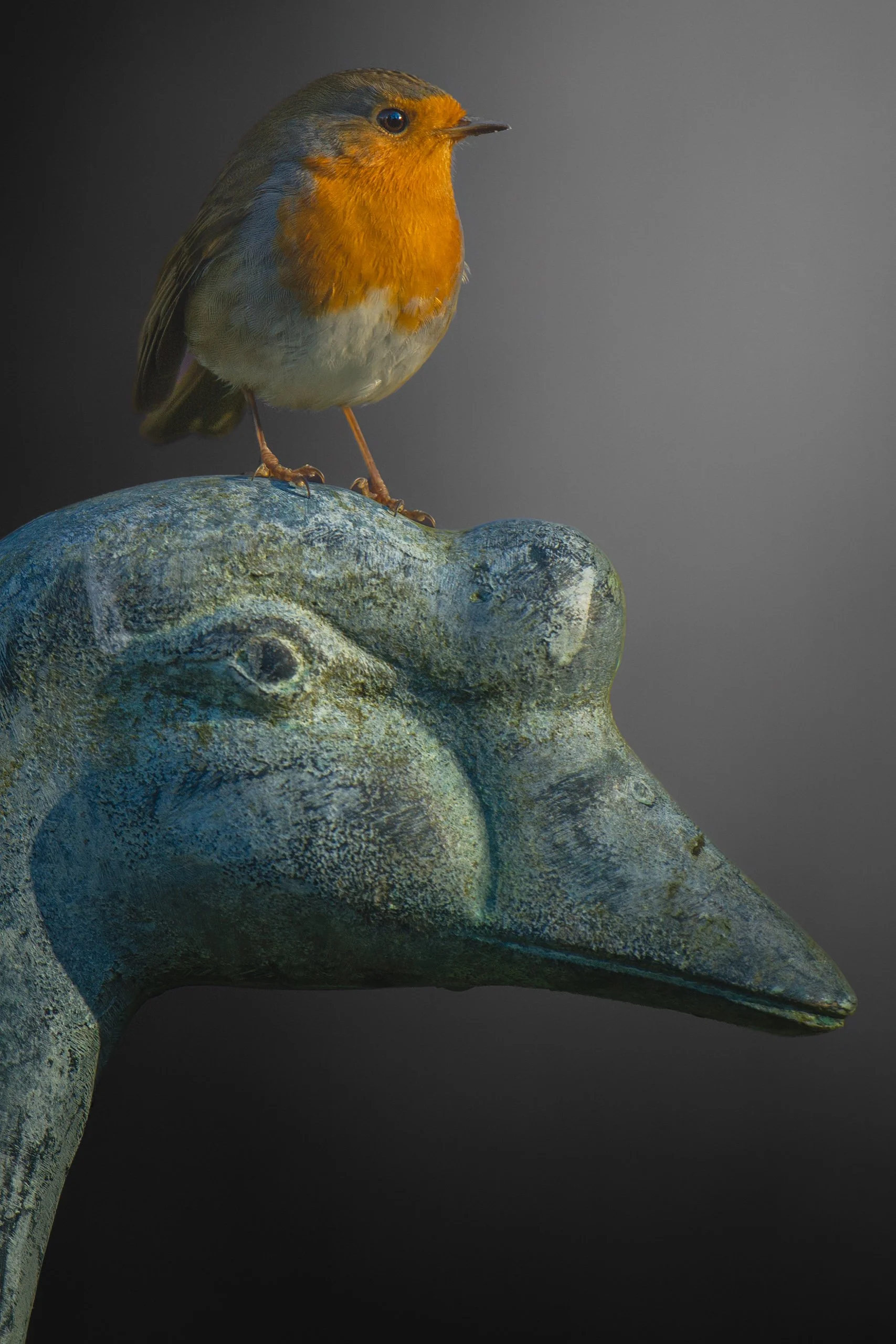 Robin