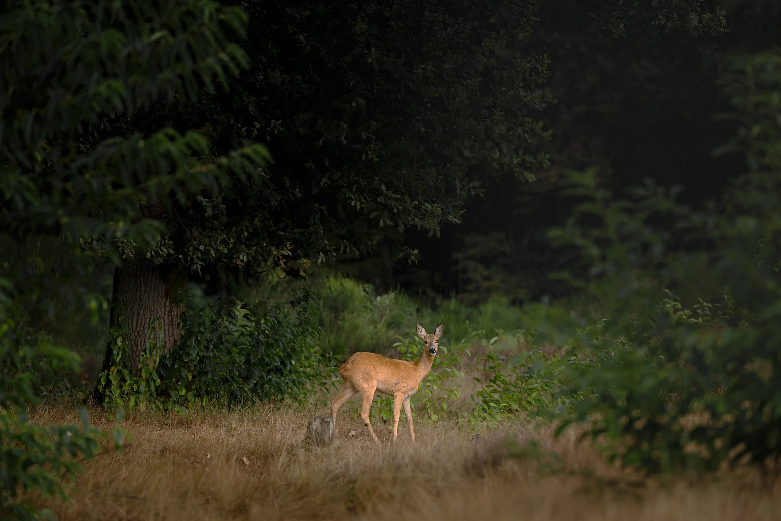 Roe Deer