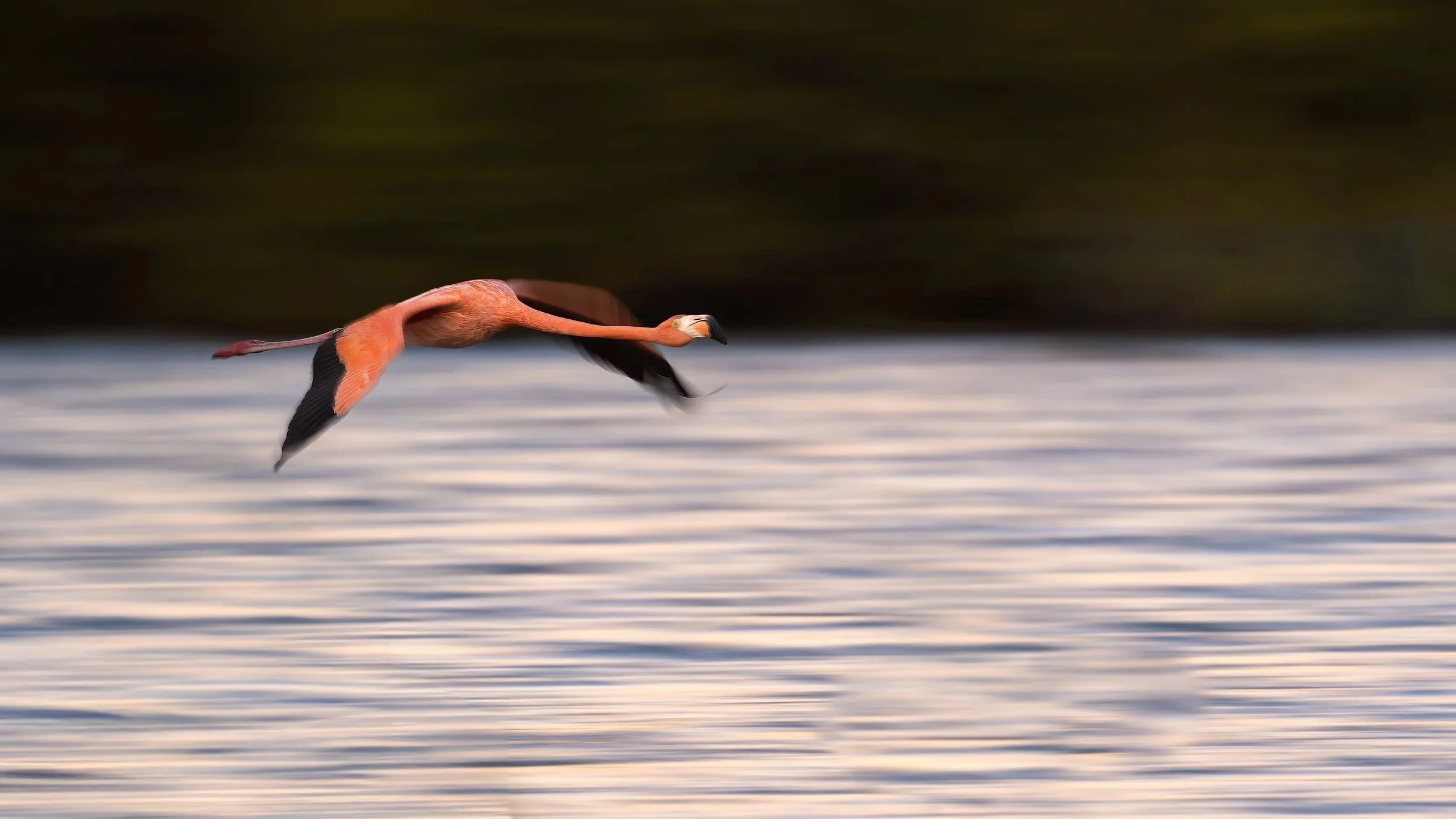 Caribbean Flamingo