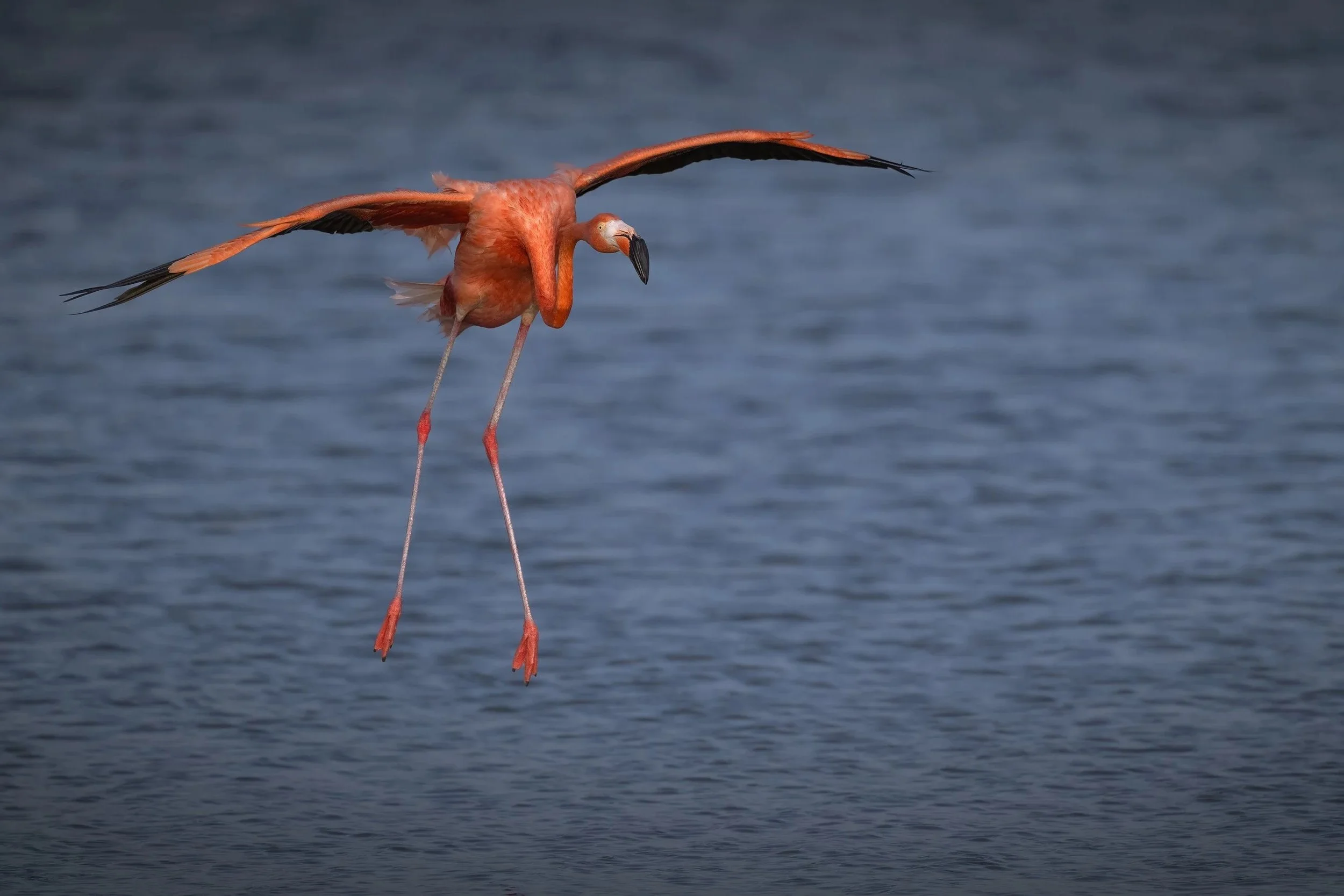 Caribbean Flamingo