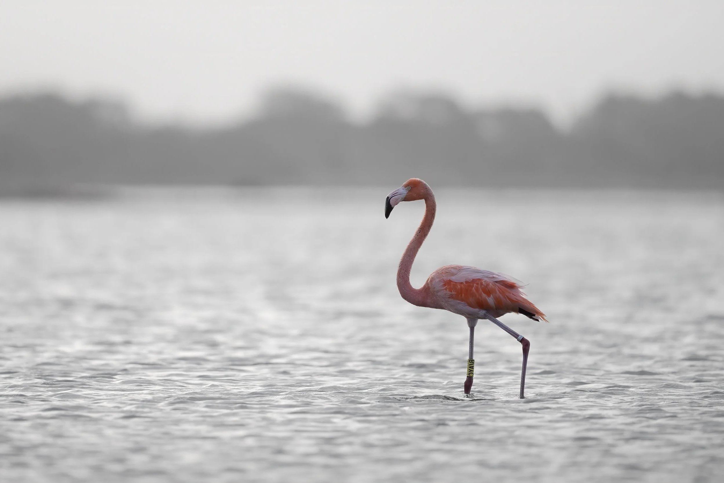 Caribbean Flamingo