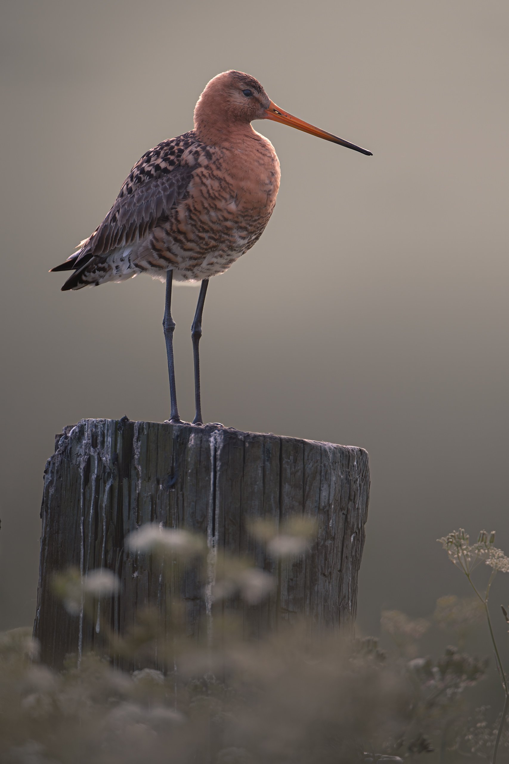 Black-tailed Godwit