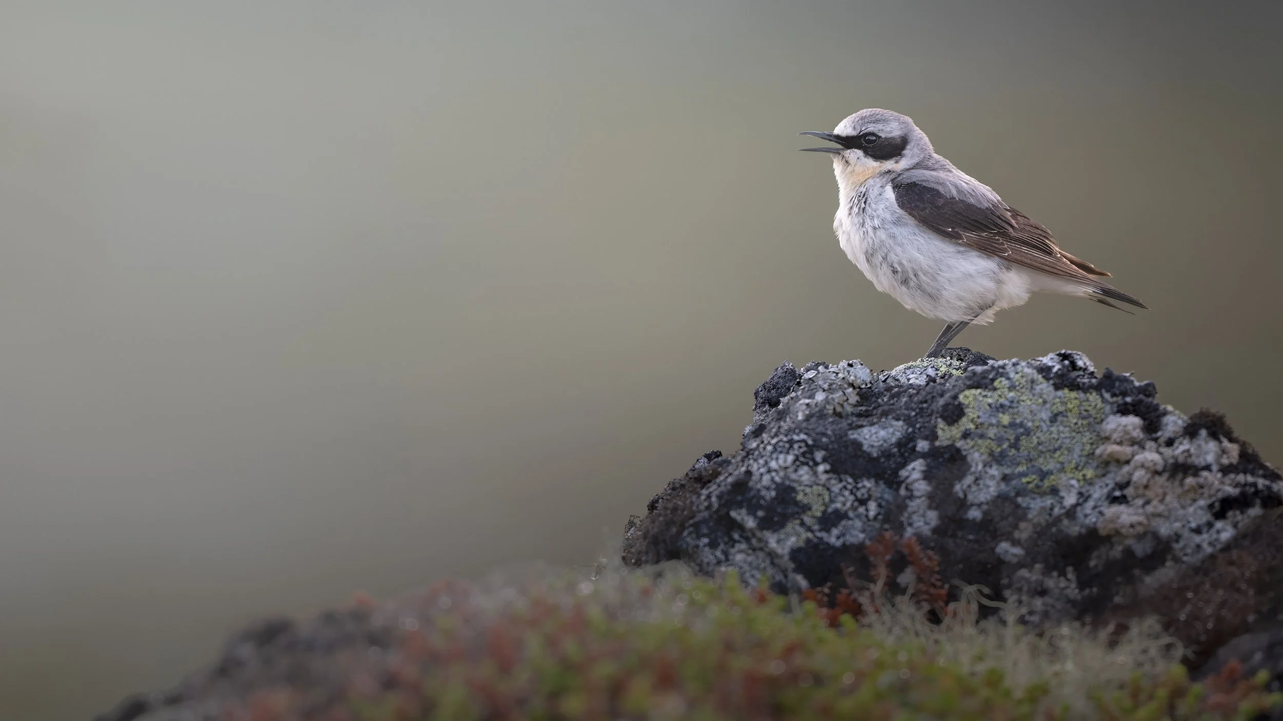 Northern Wheatear
