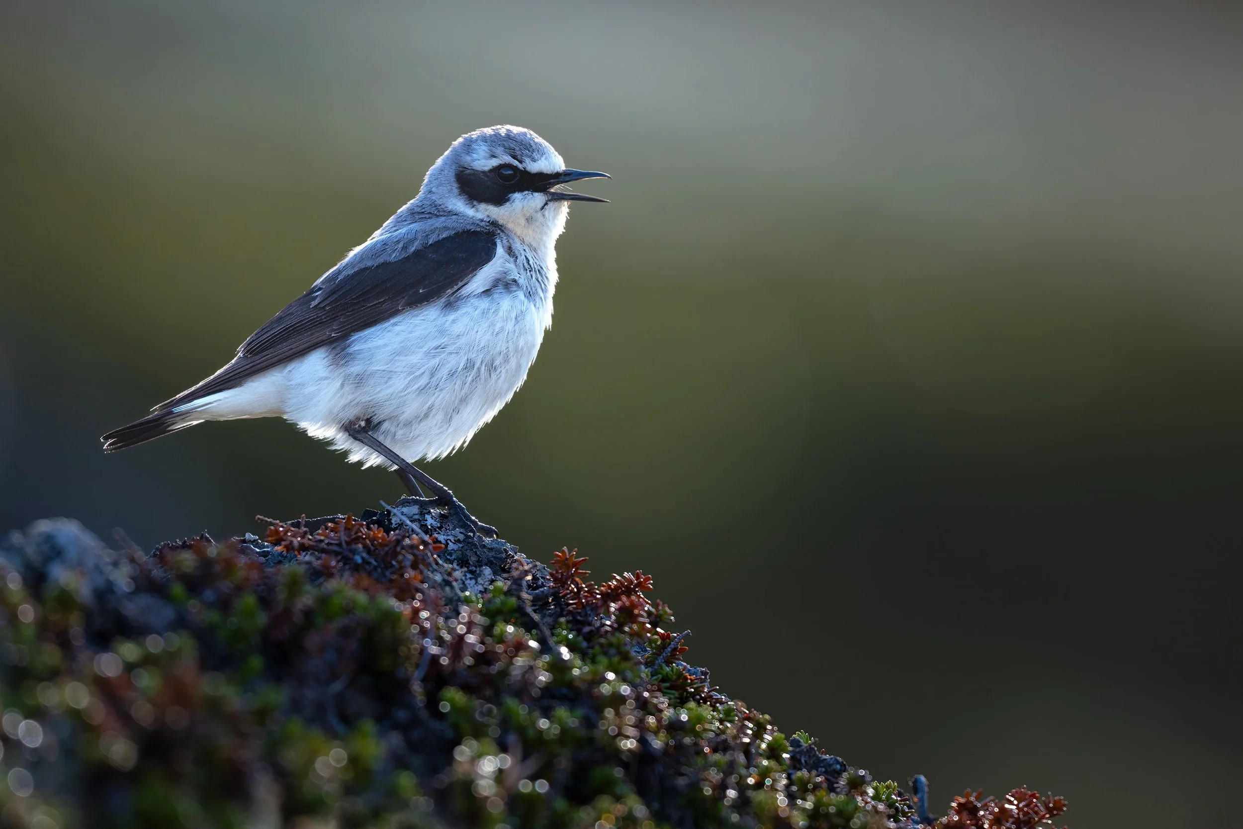 Northern Wheatear