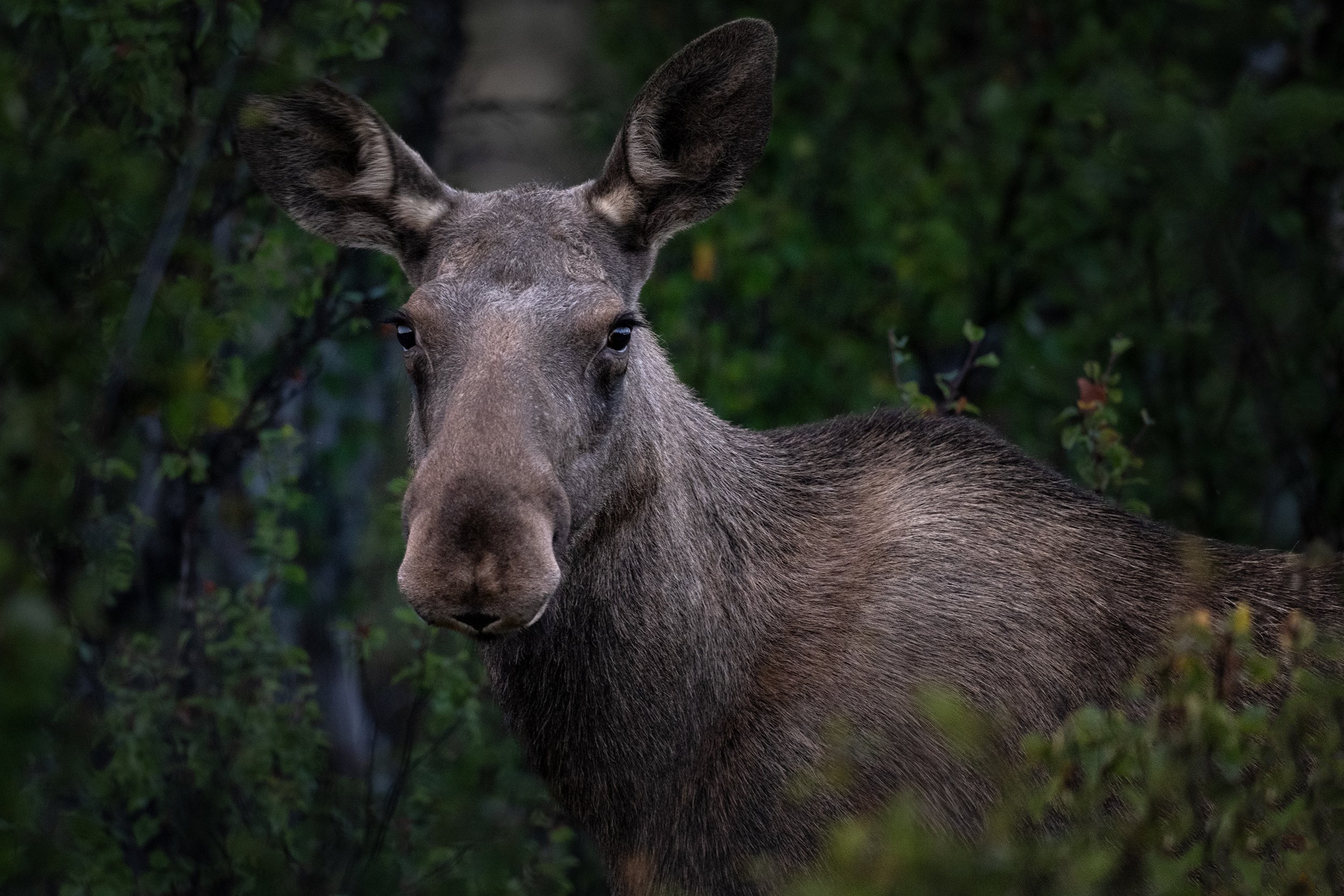 Moose