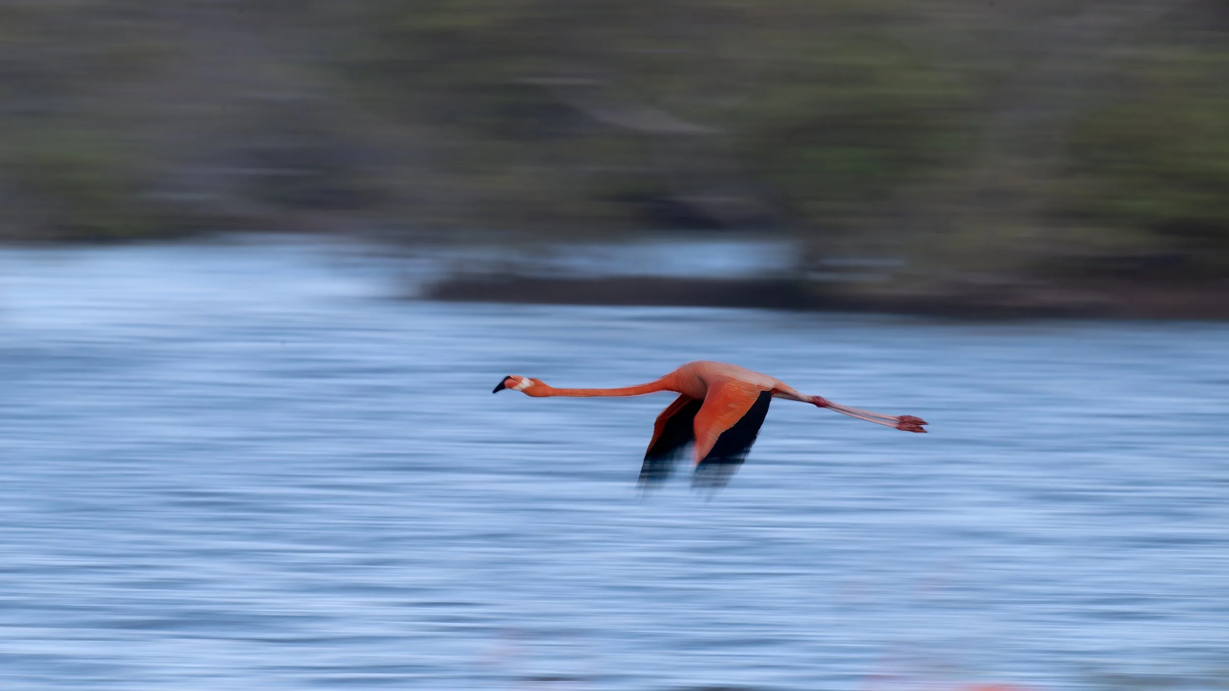 Caribbean Flamingo