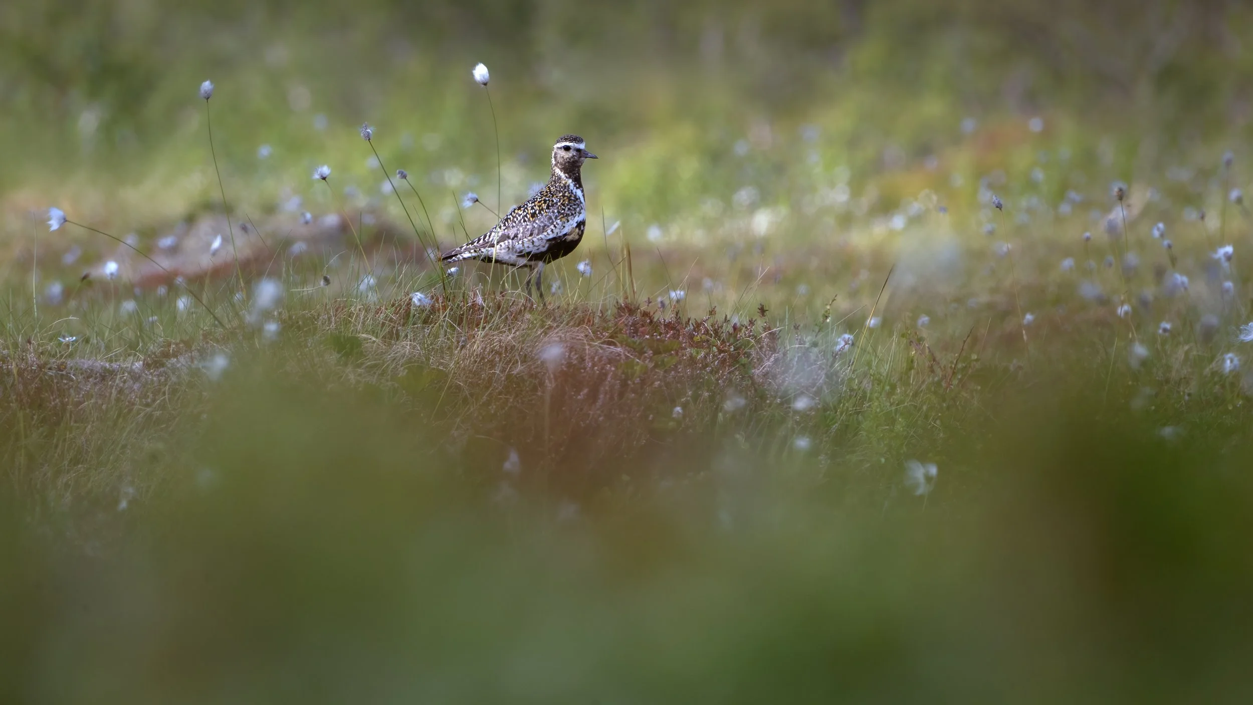 Golden Plover