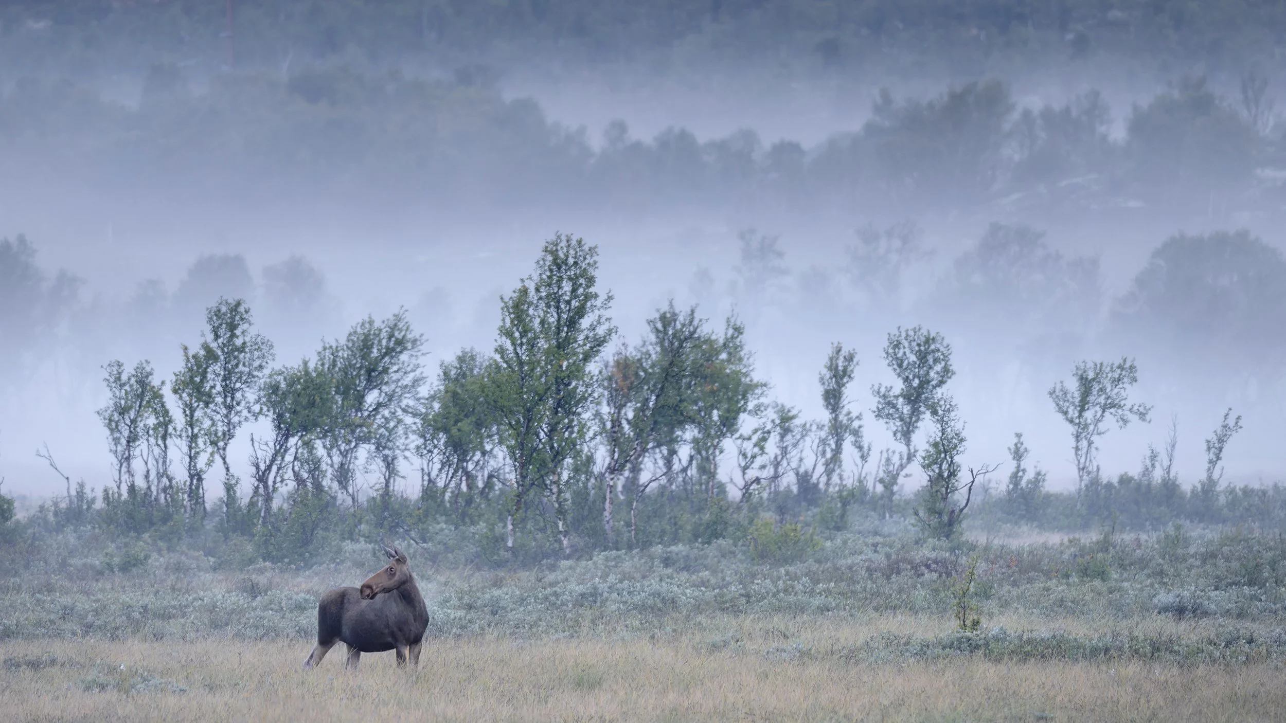 Moose