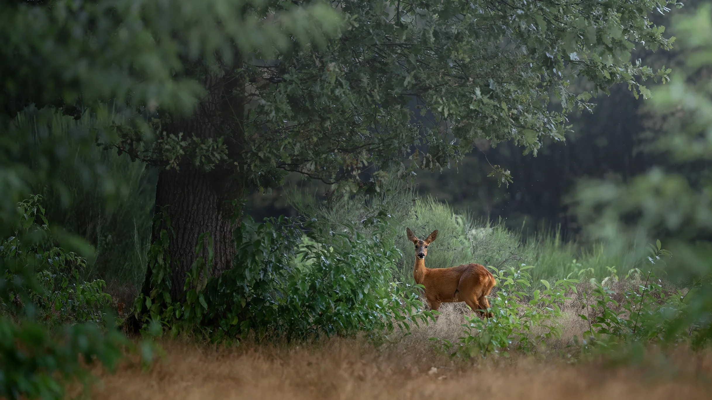 Patience, light and a Roe Deer