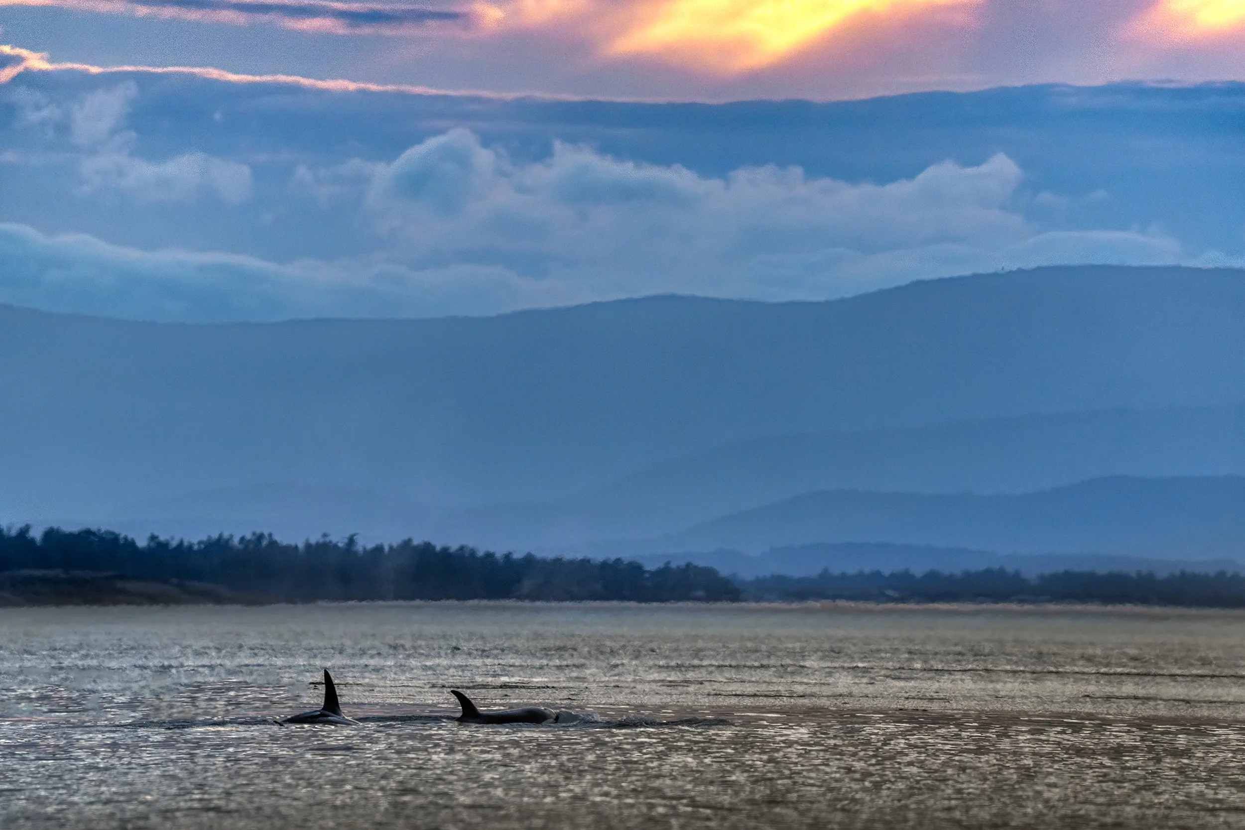 Killer Whales, BC