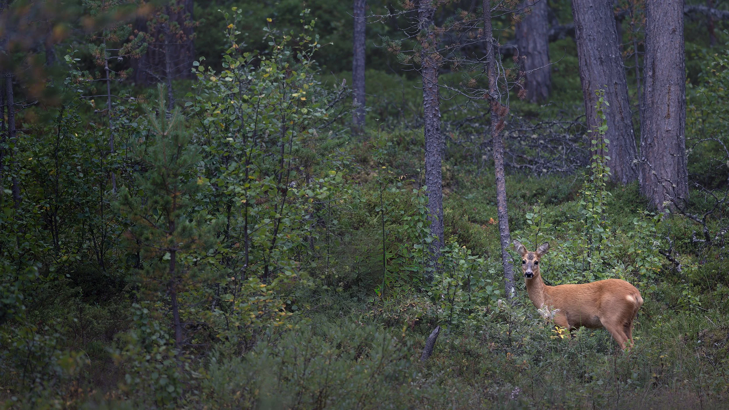 Roe Deer