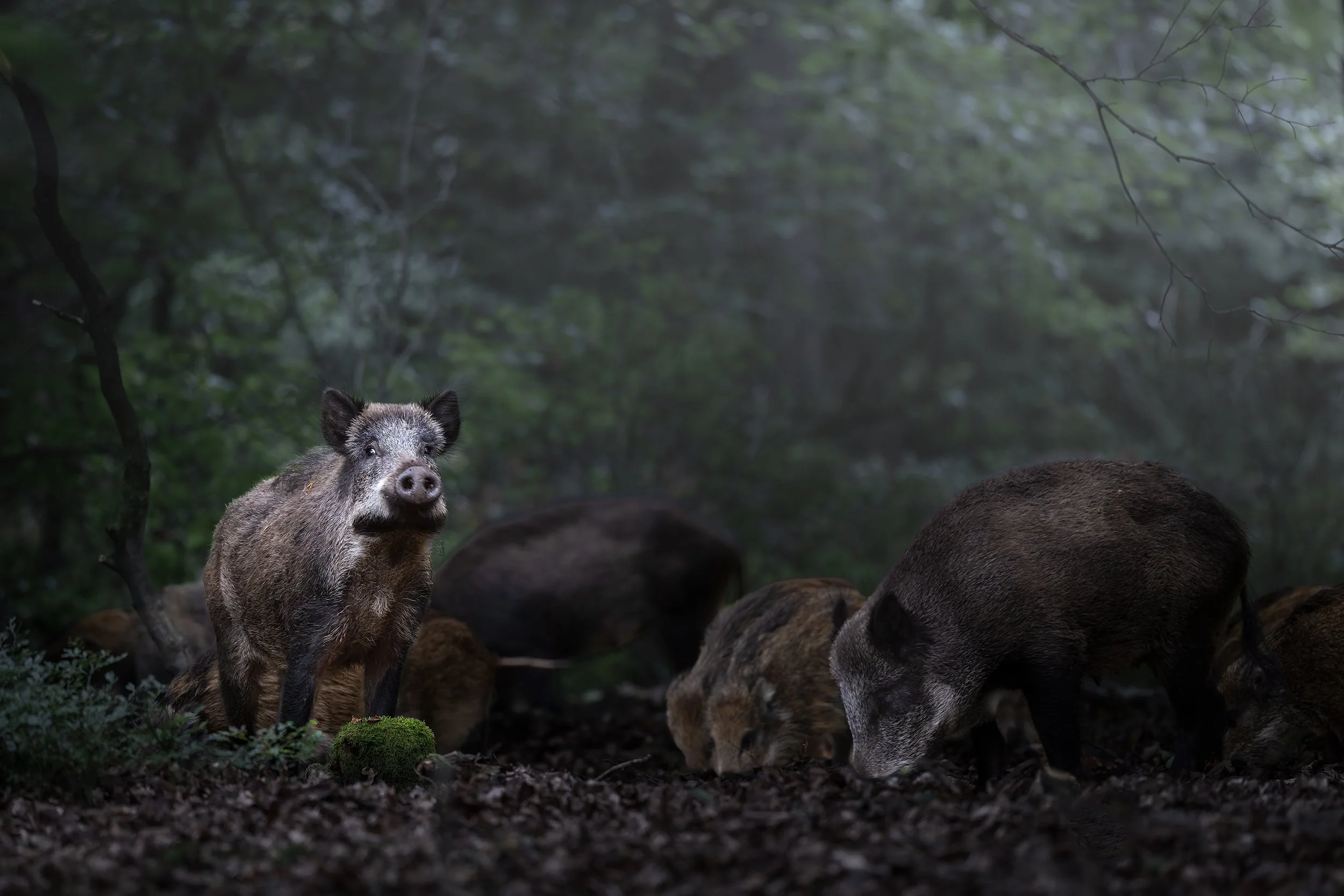 Wild Boar