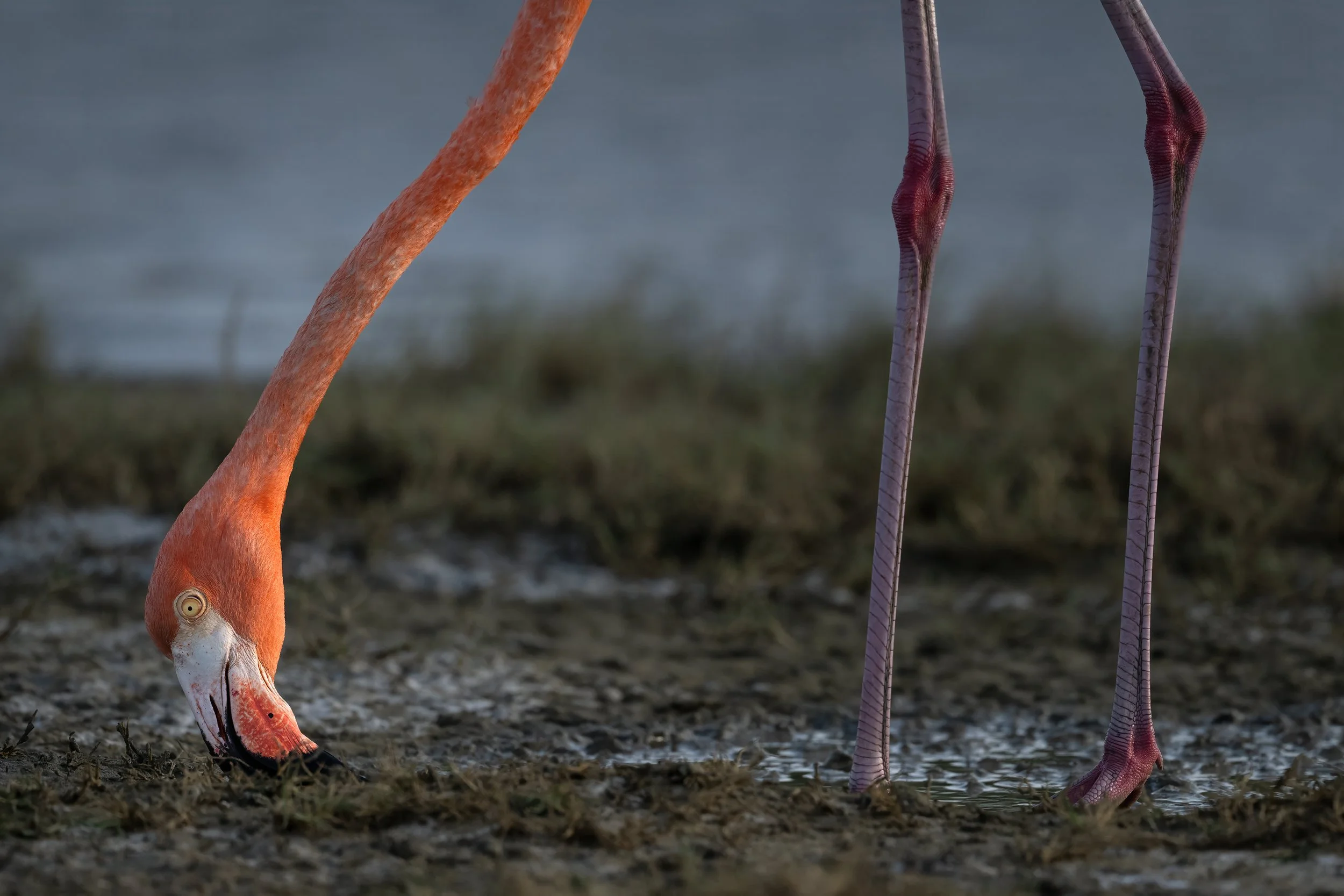 Caribbean Flamingo