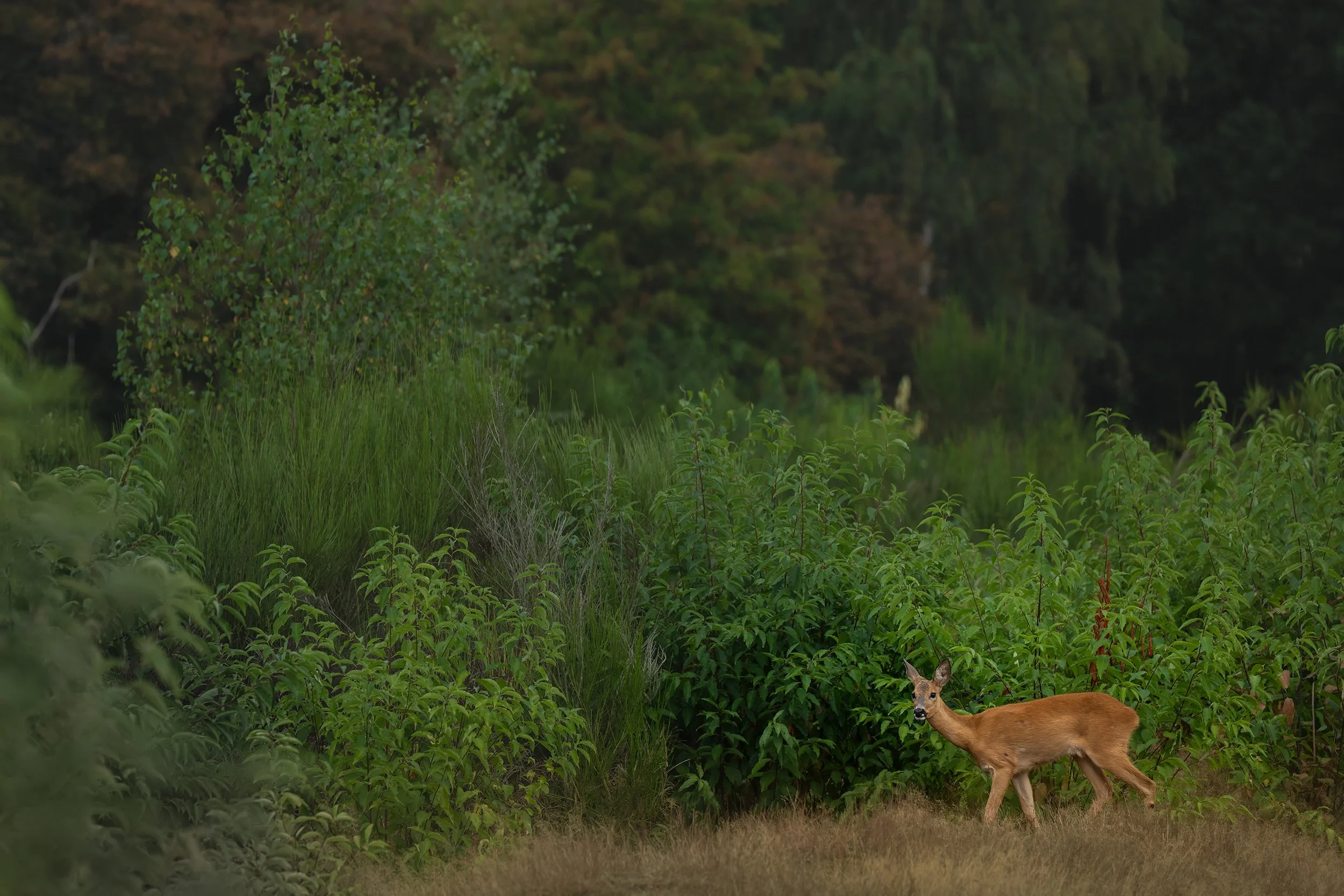 Roe Deer