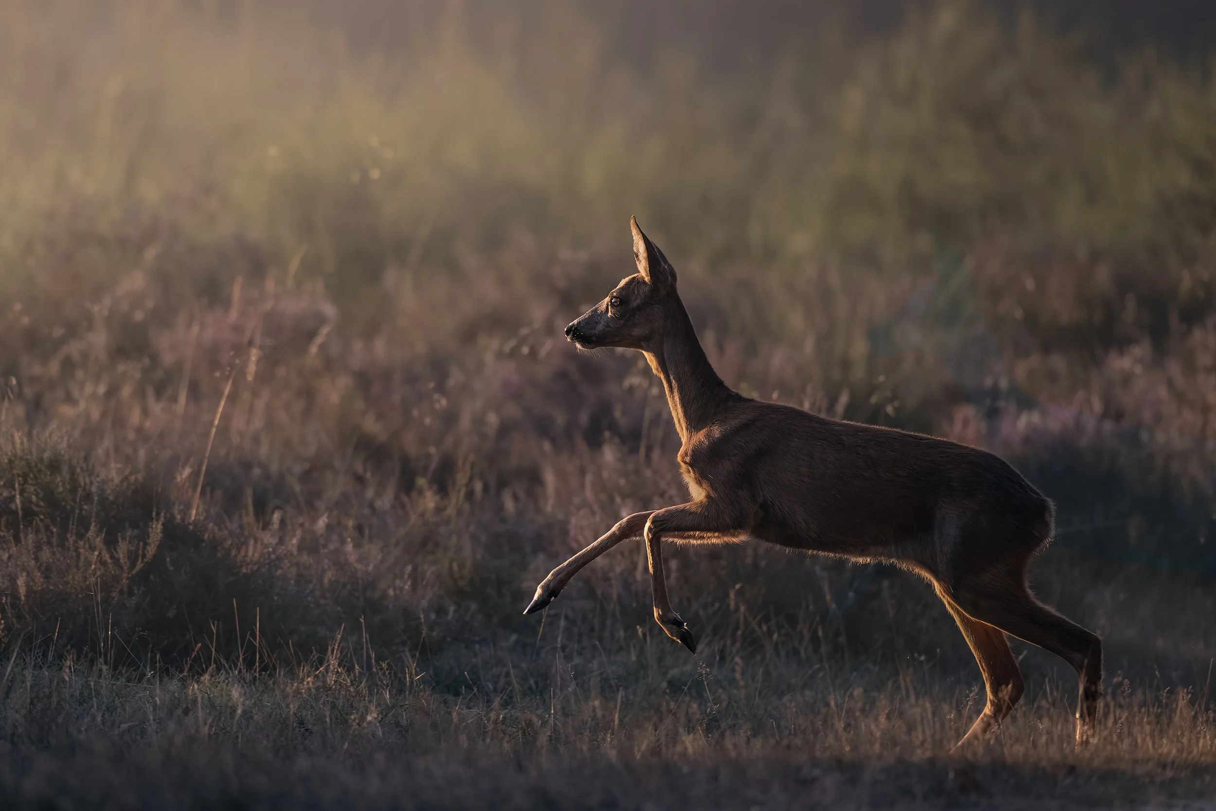 Roe Deer