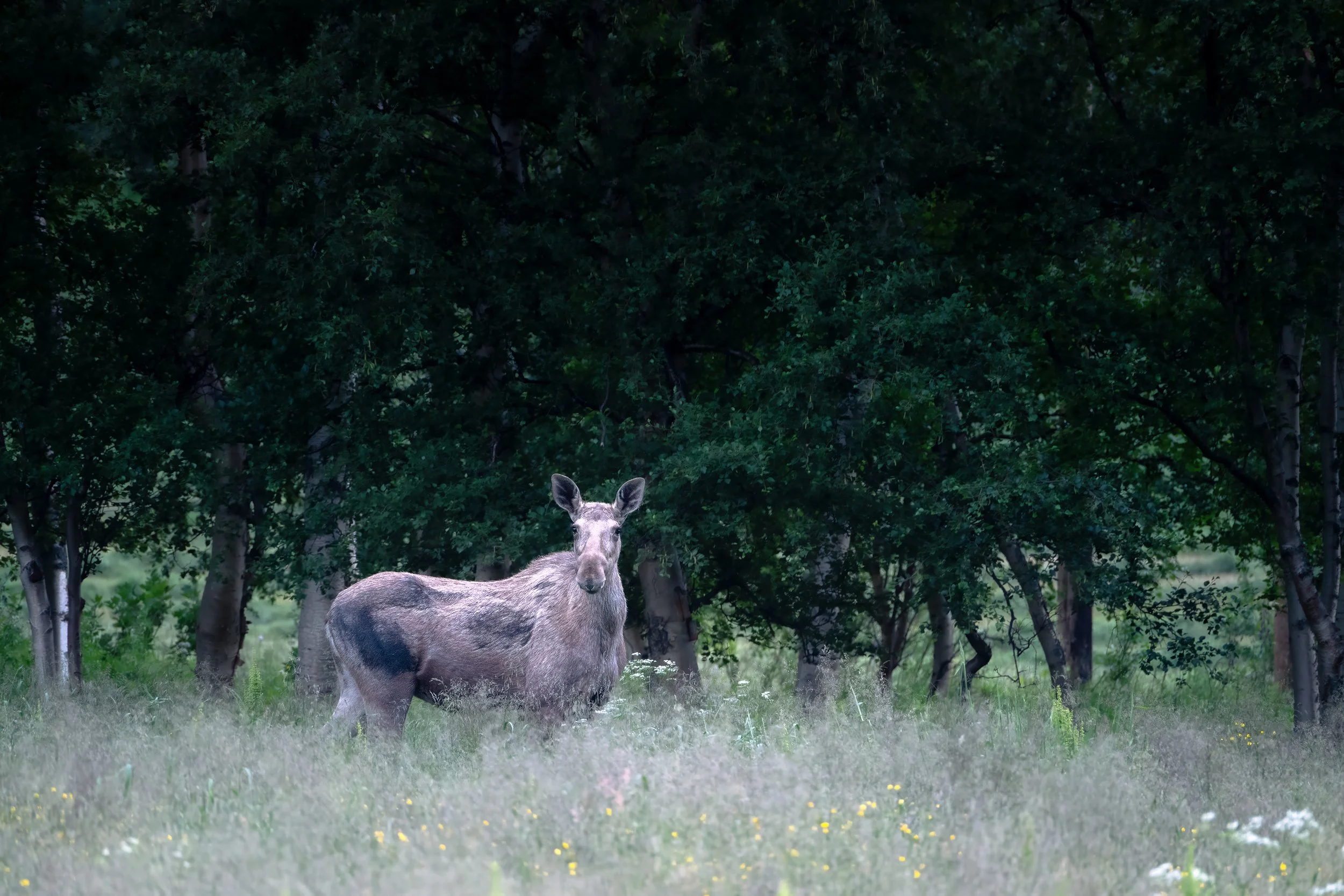 Moose