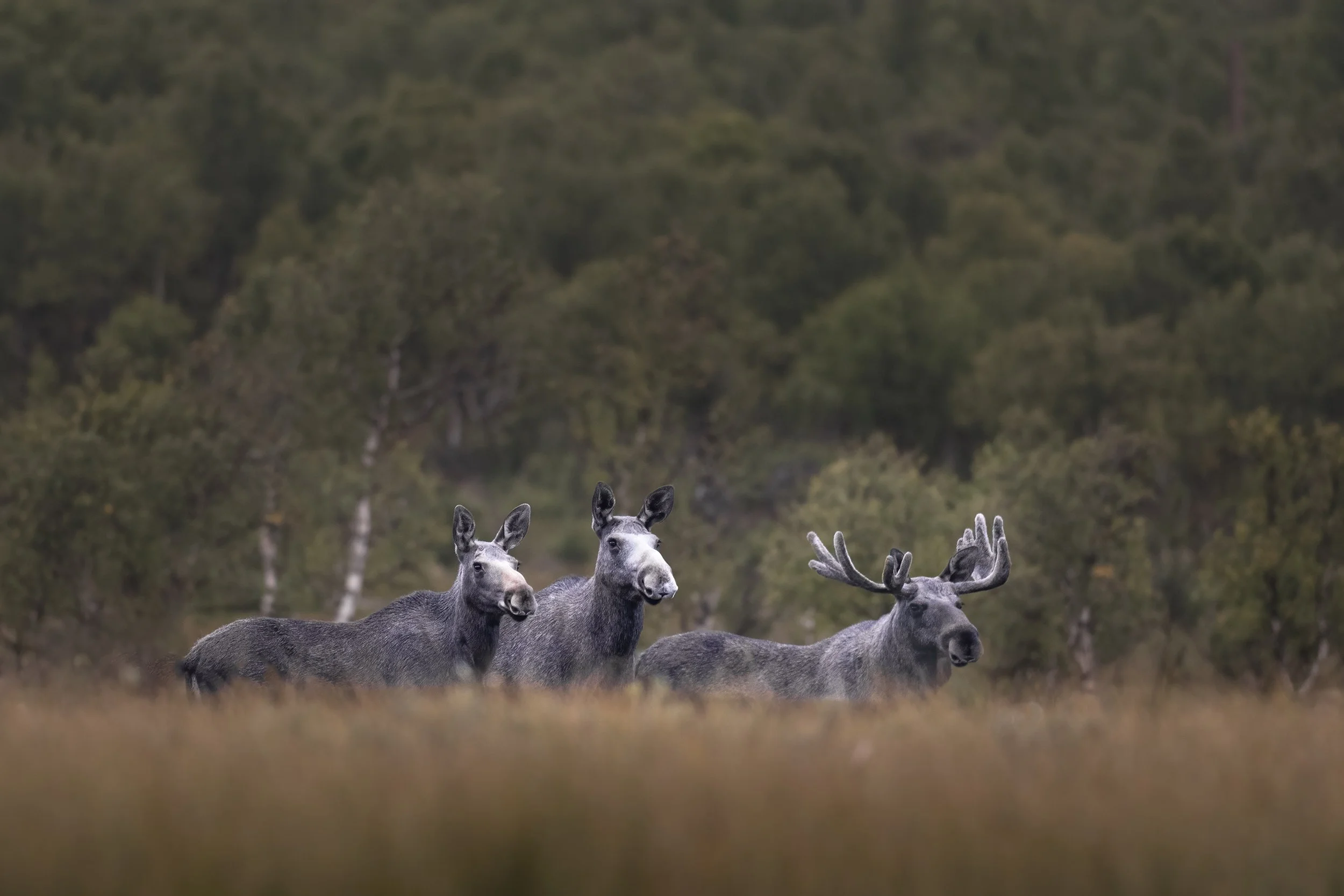 Moose