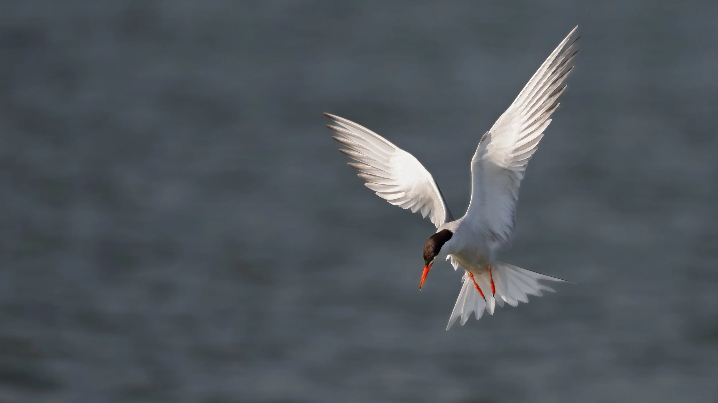 Common Tern