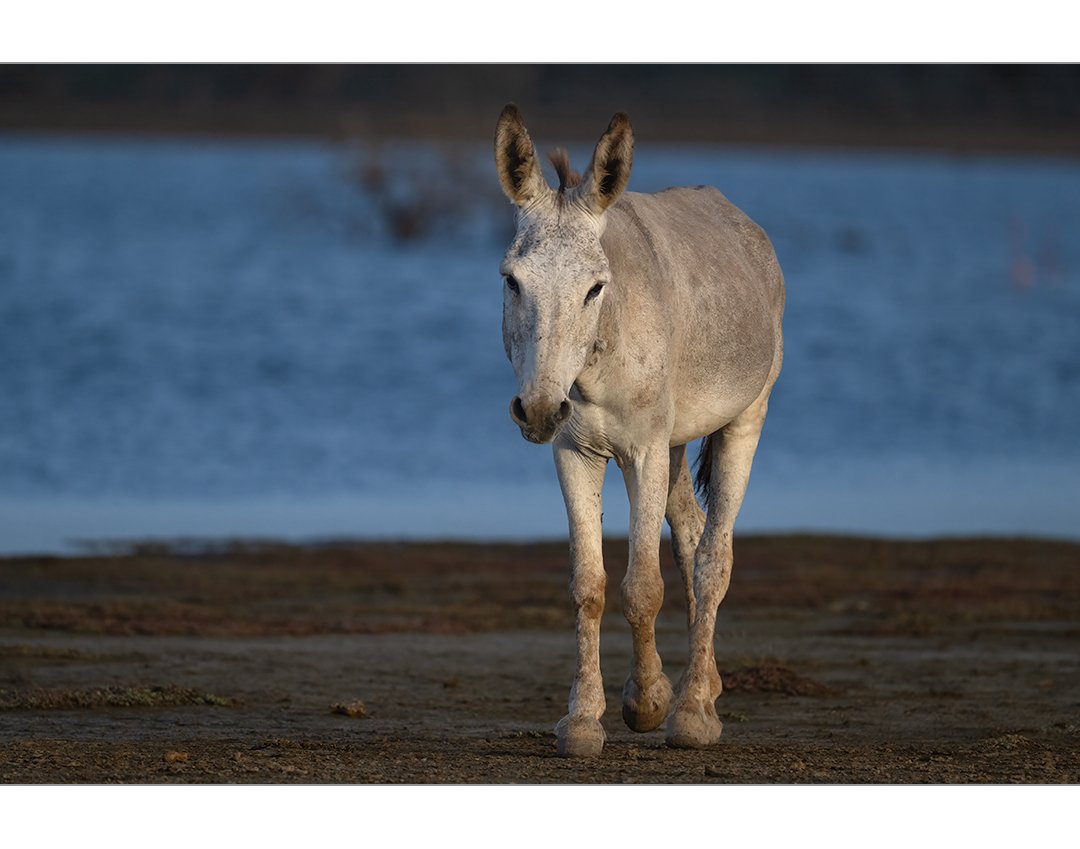 Feral Donkey
