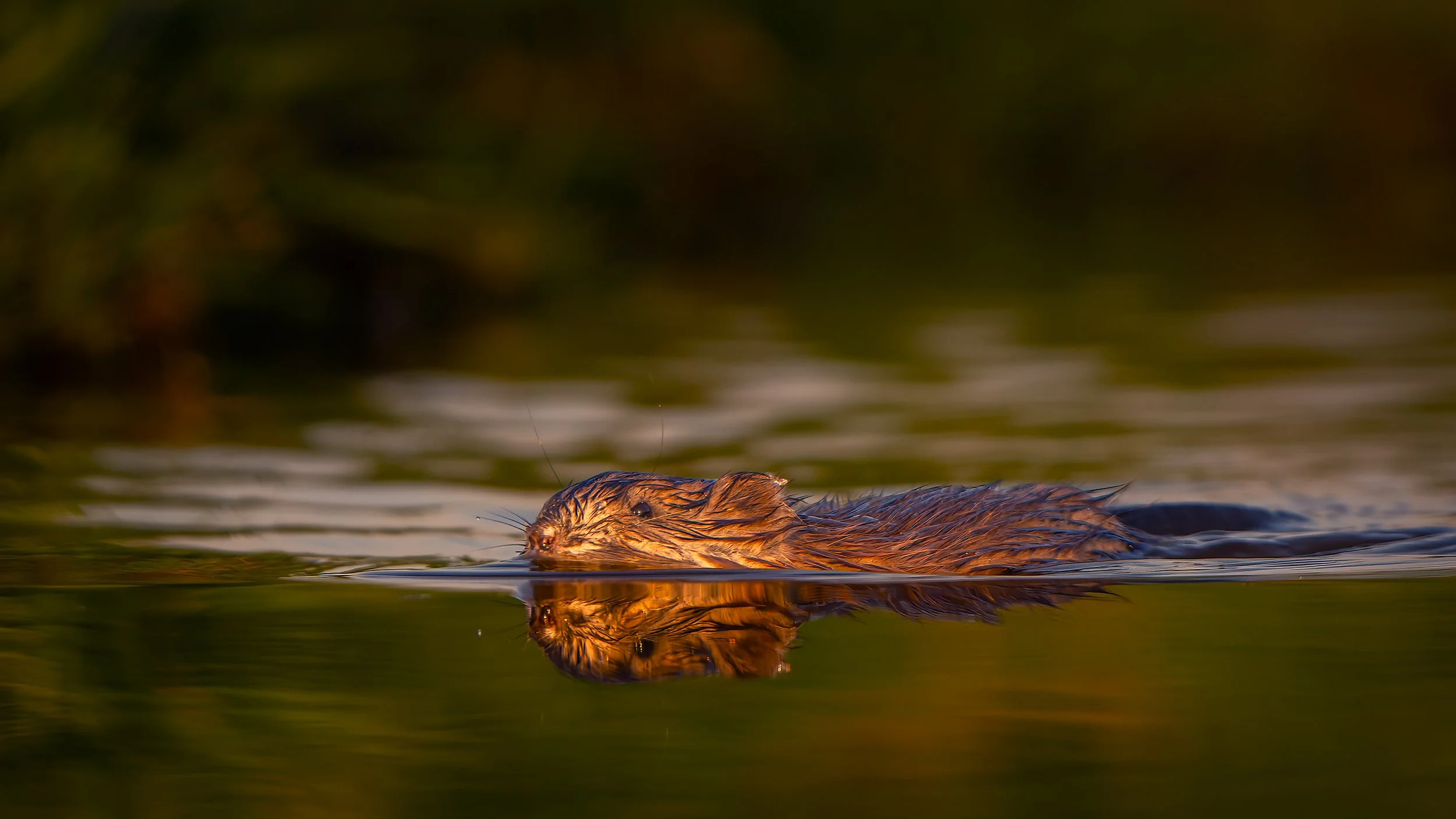 Muskrat