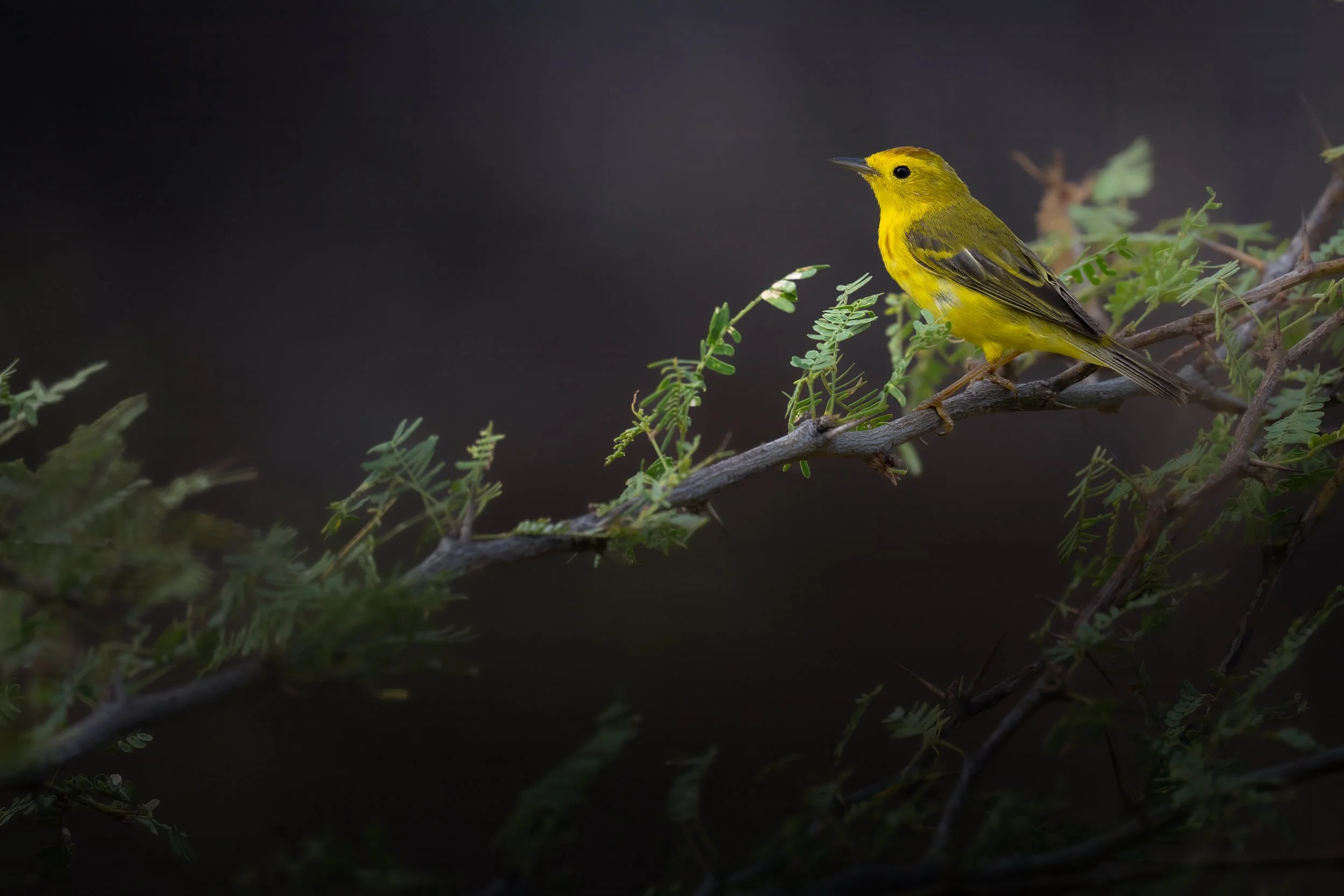 Mangrove Warbler