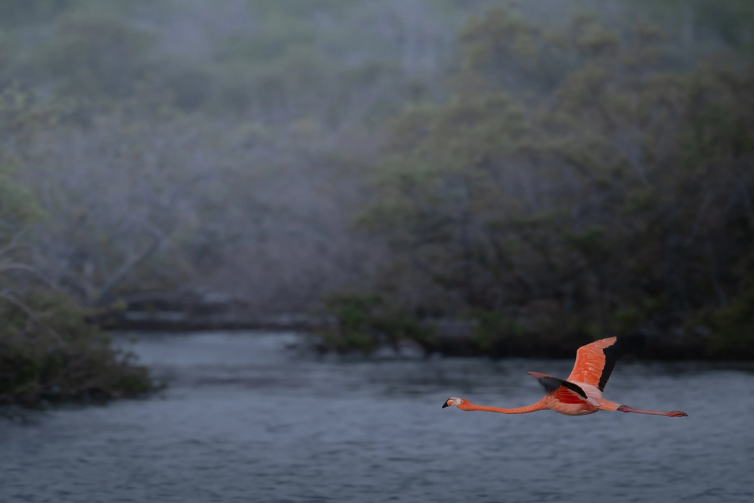 Caribbean Flamingo