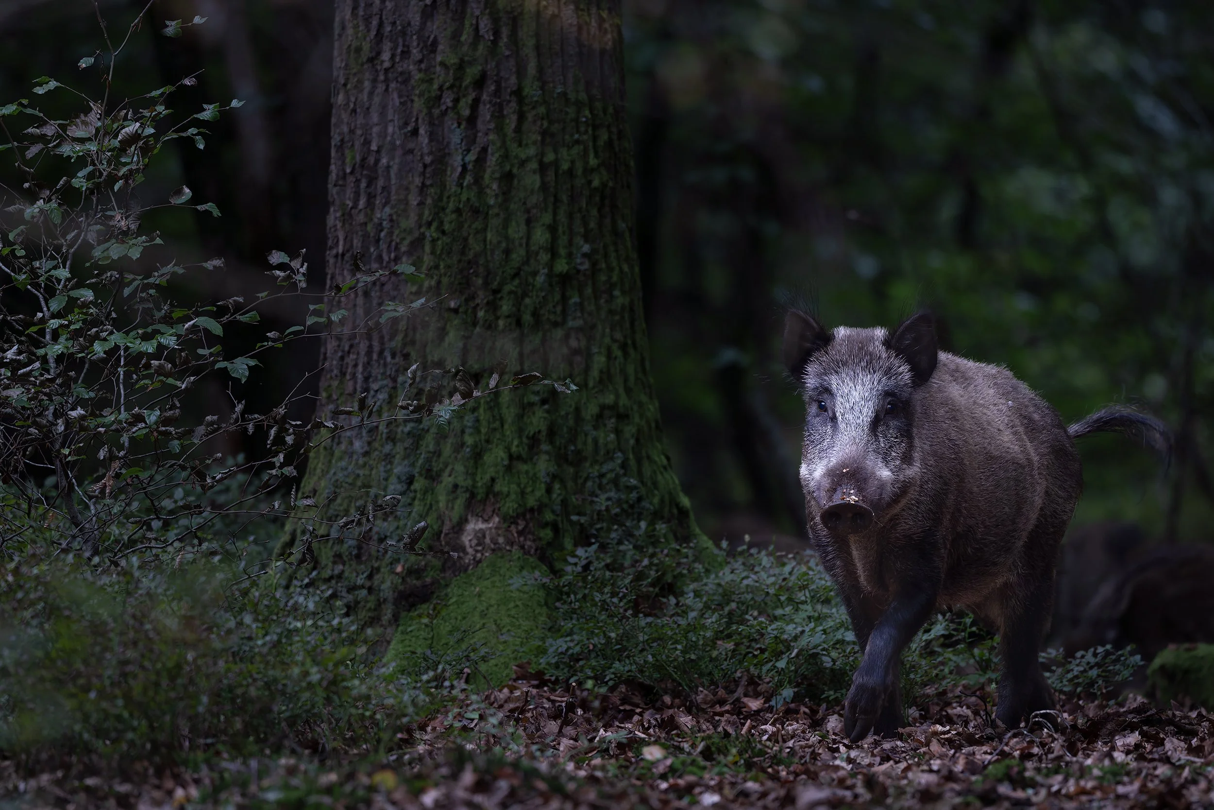 Wild Boar