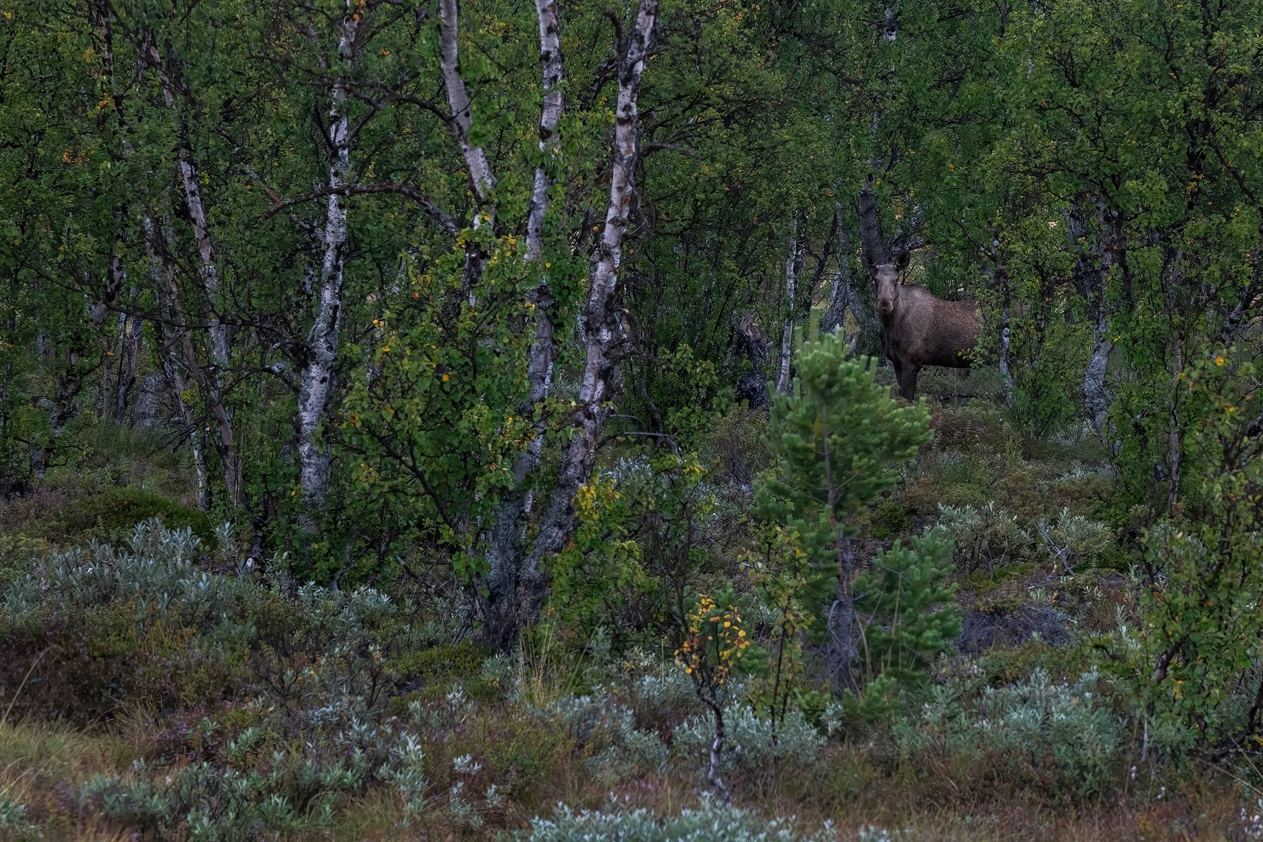 Moose