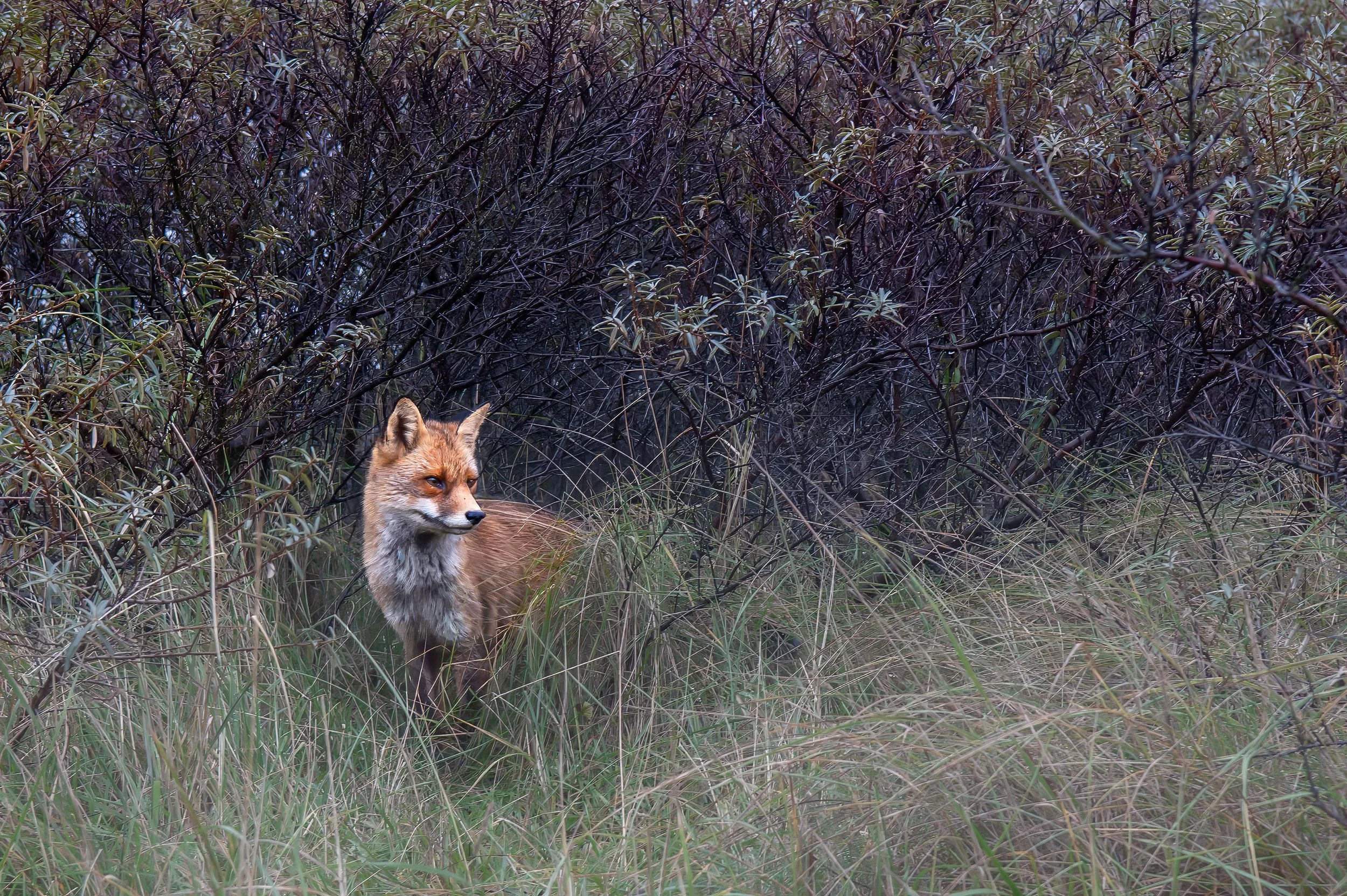 Red Fox