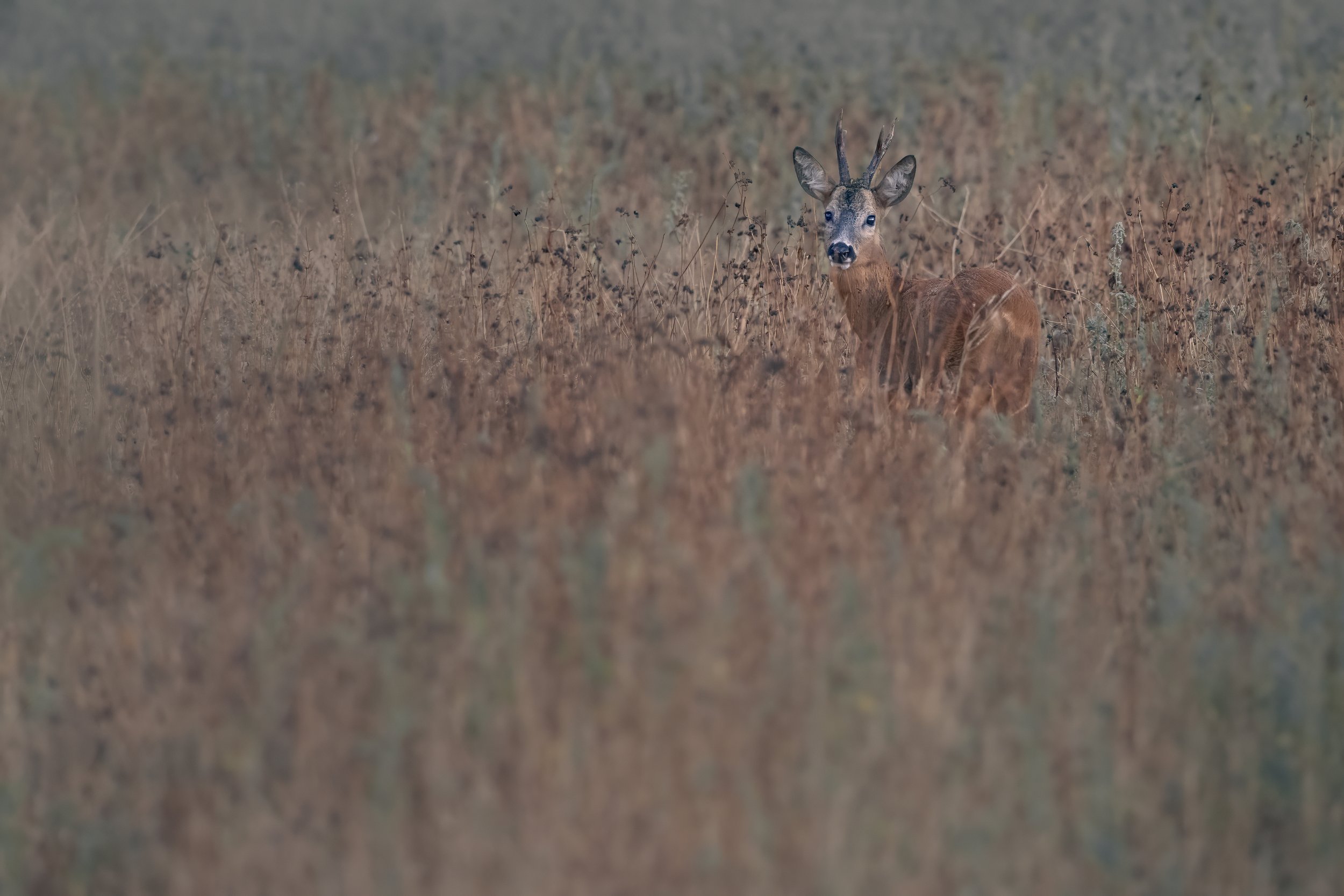 Roe Deer