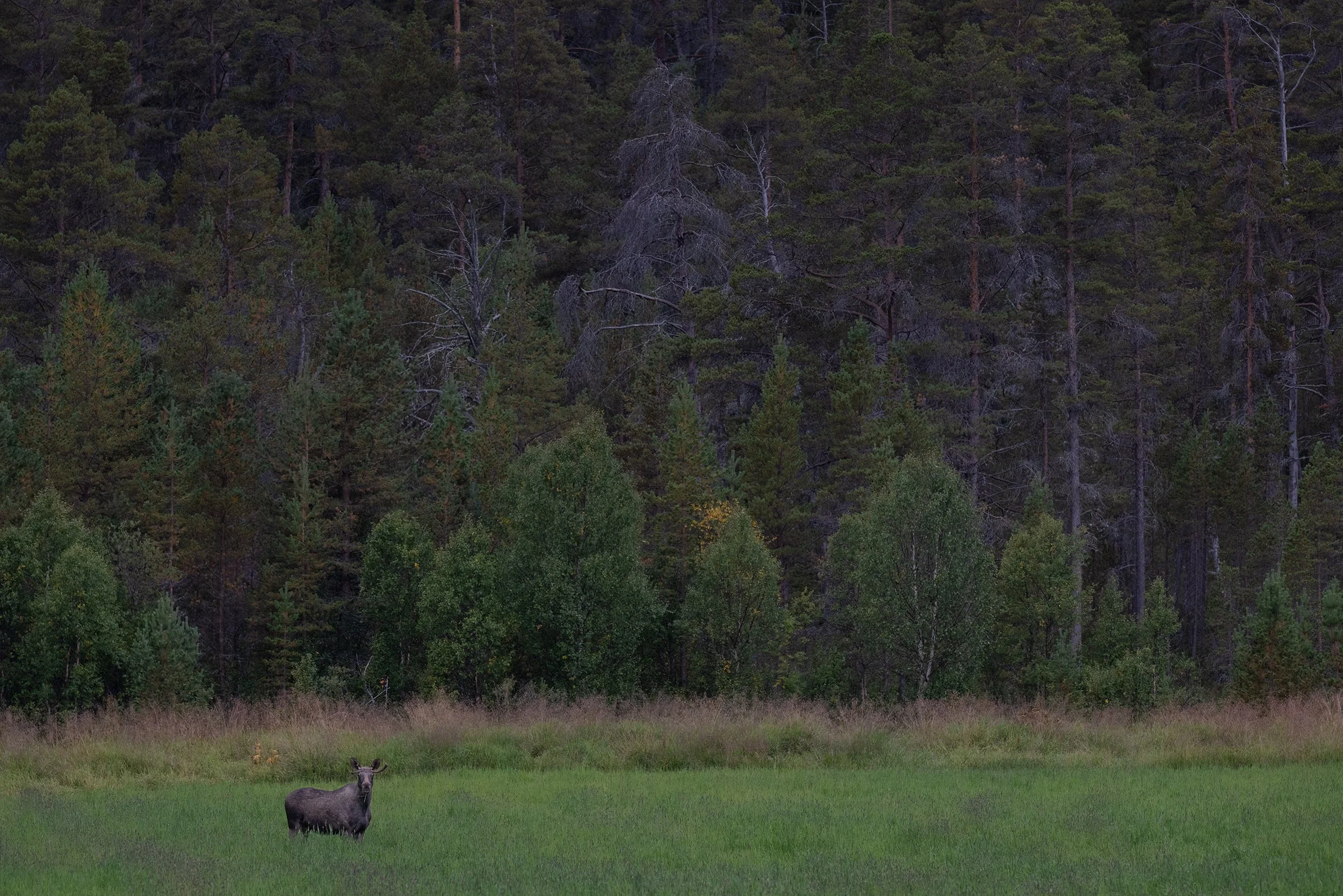 Bull Moose 