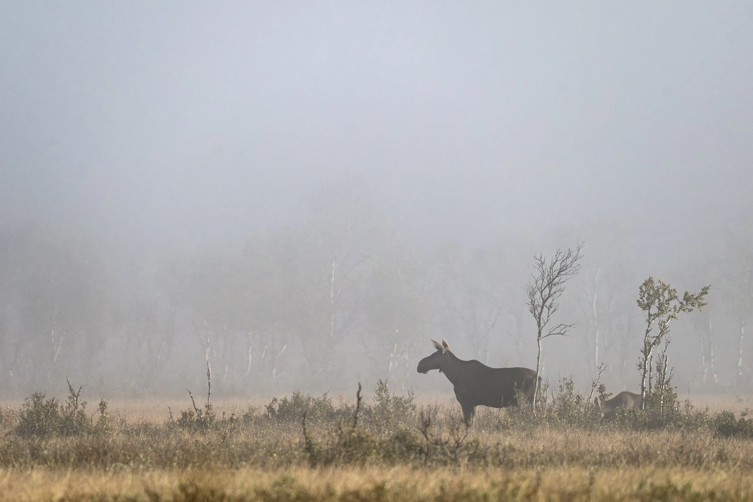 Moose