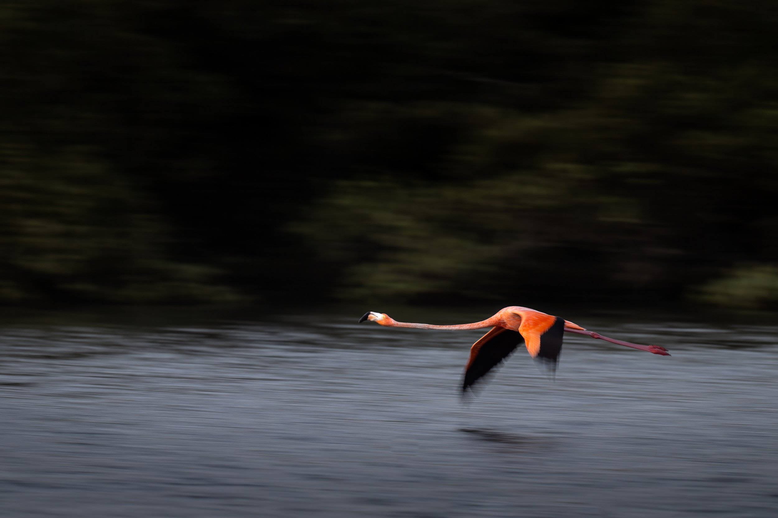 Caribbean Flamingo