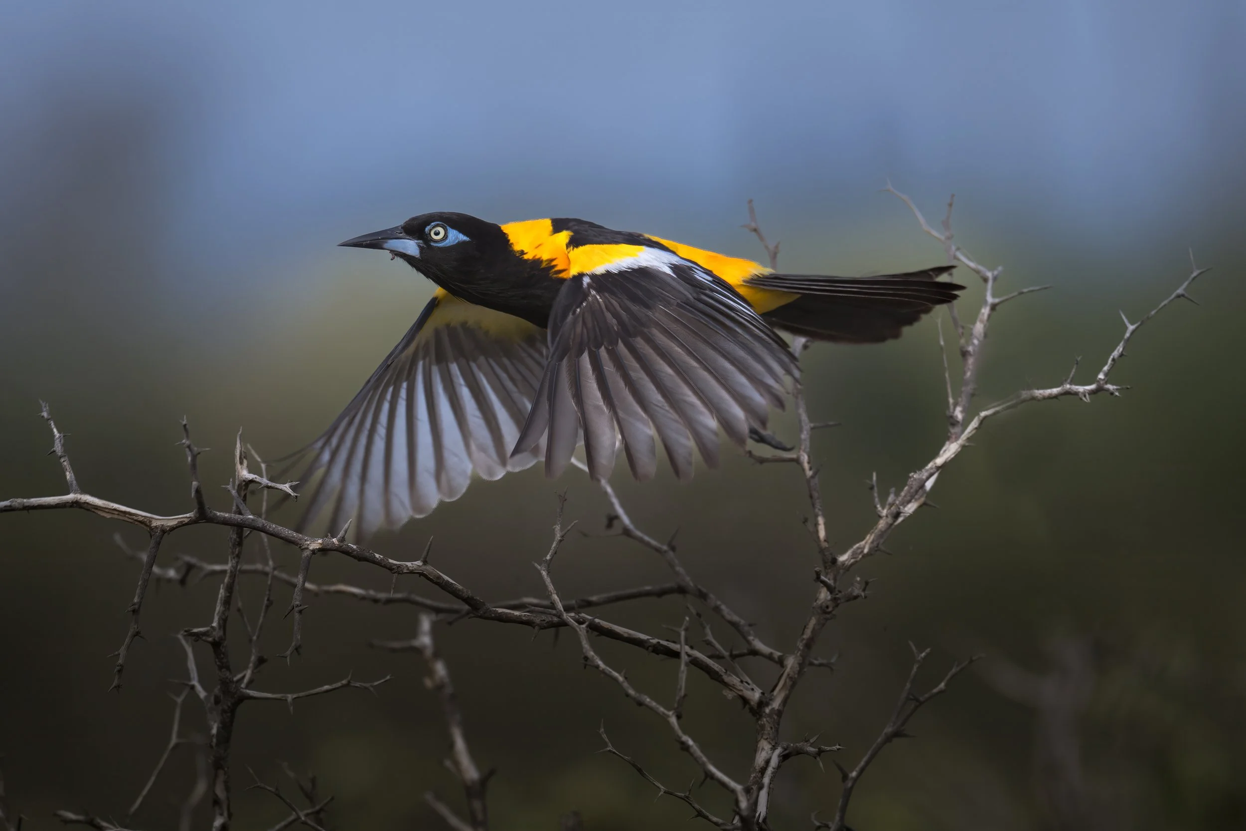 Venezuelan Troupial