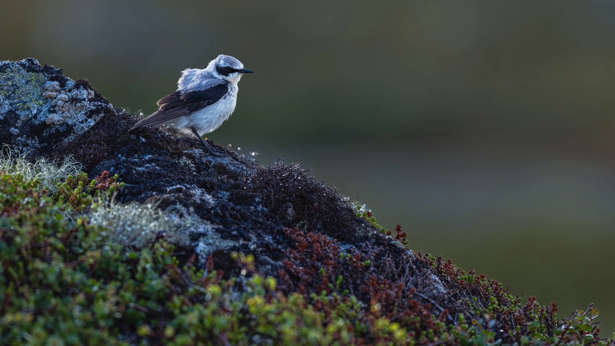 Northern Wheatear