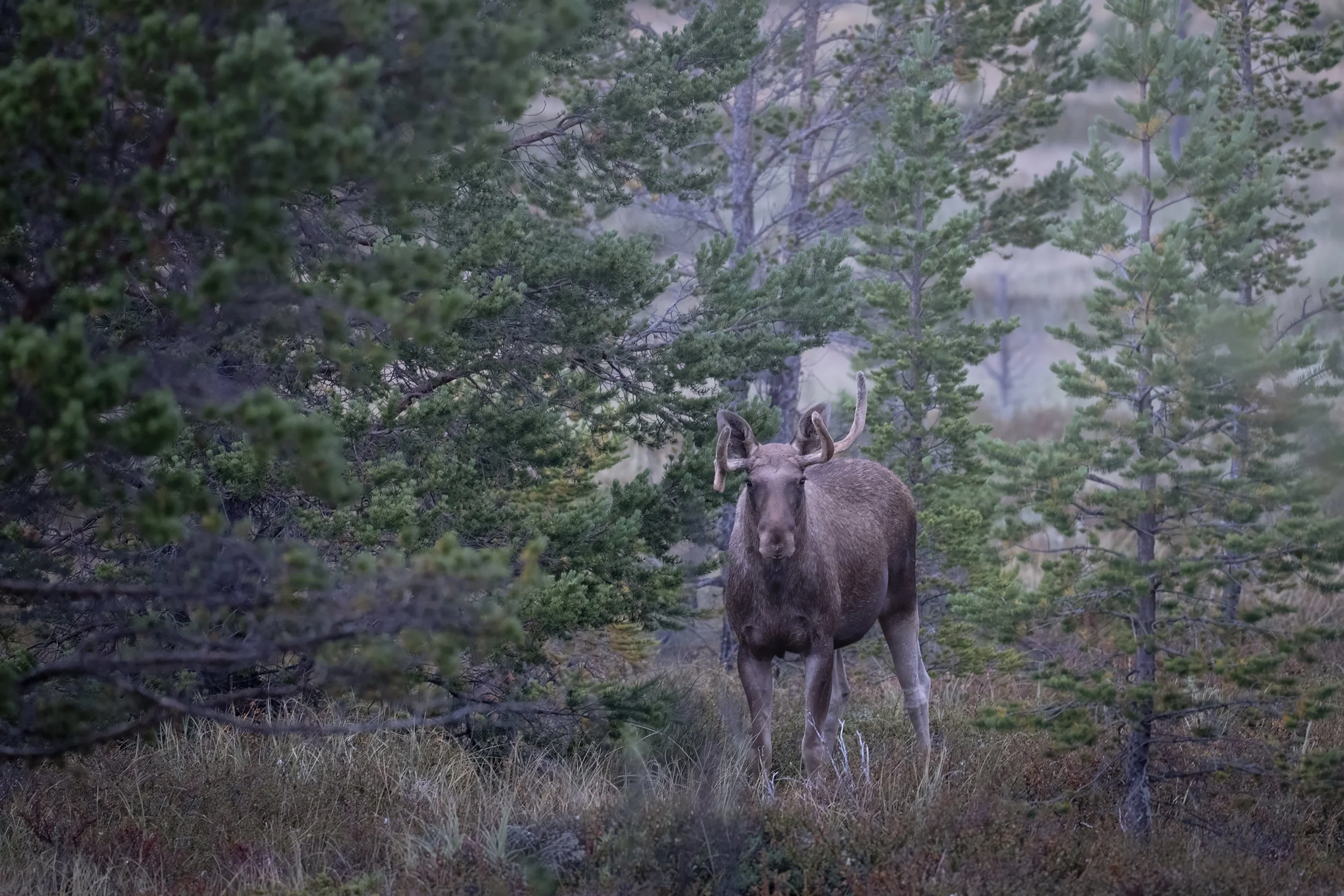 Moose
