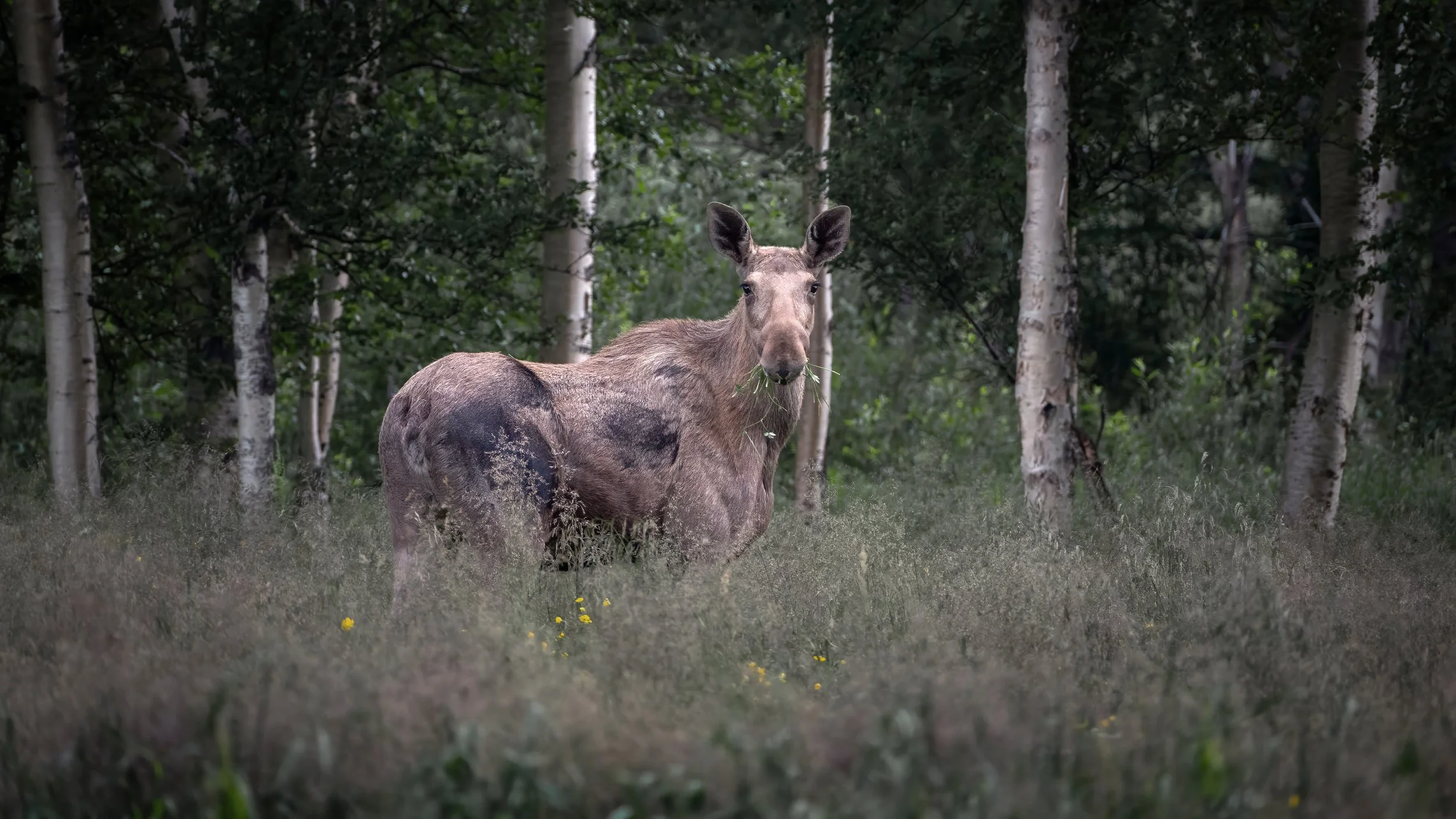 Moose