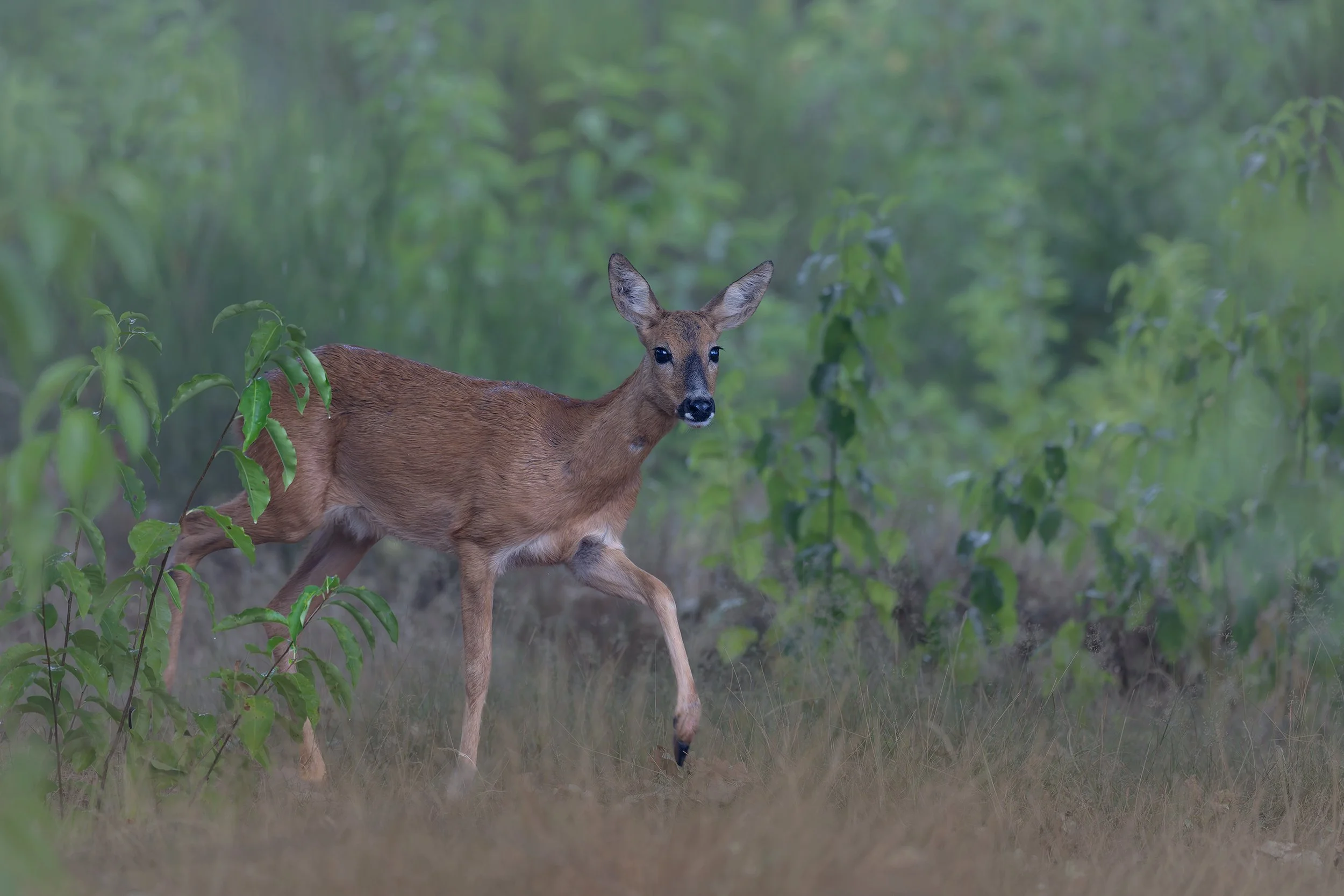 Roe Deer