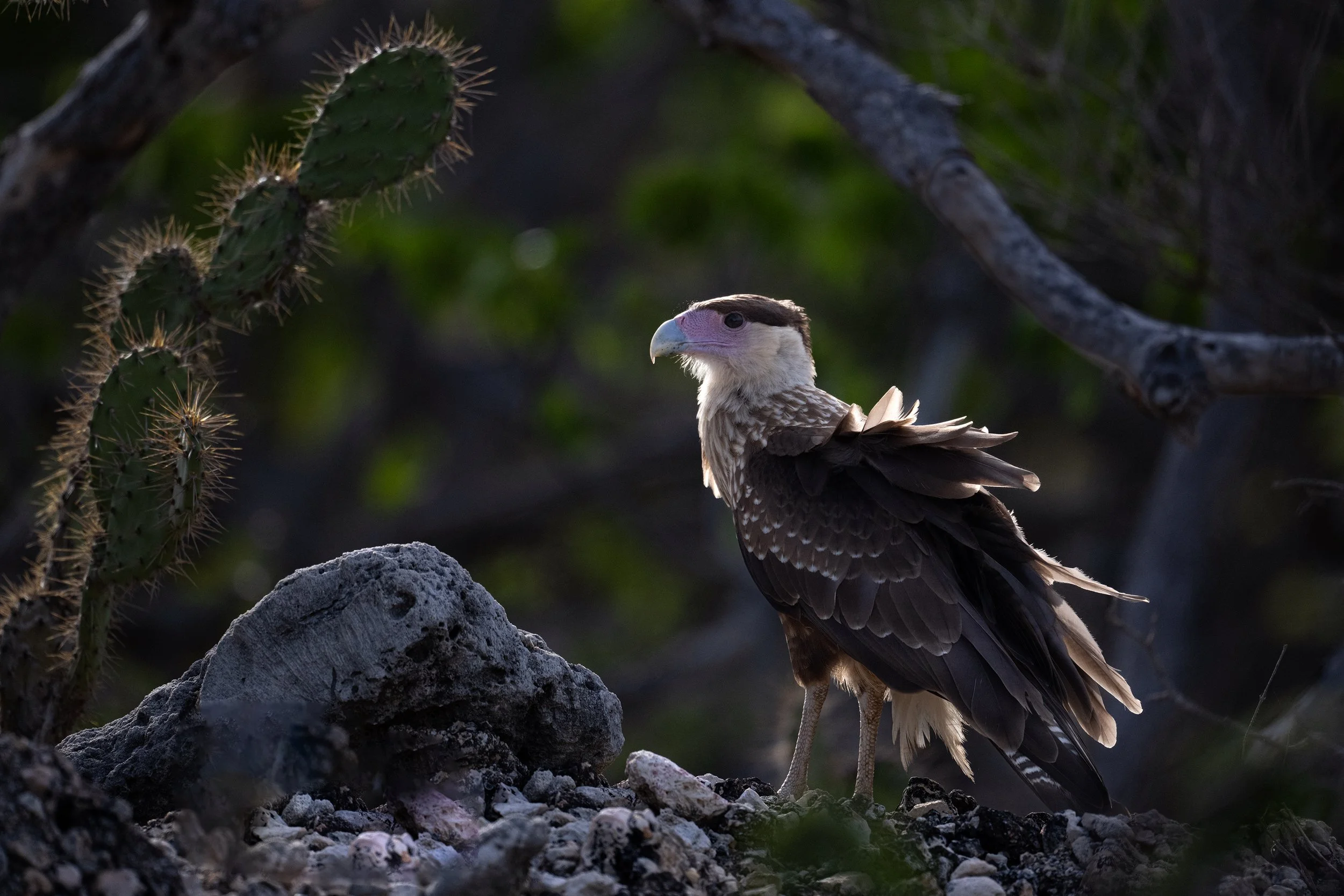 Caracara