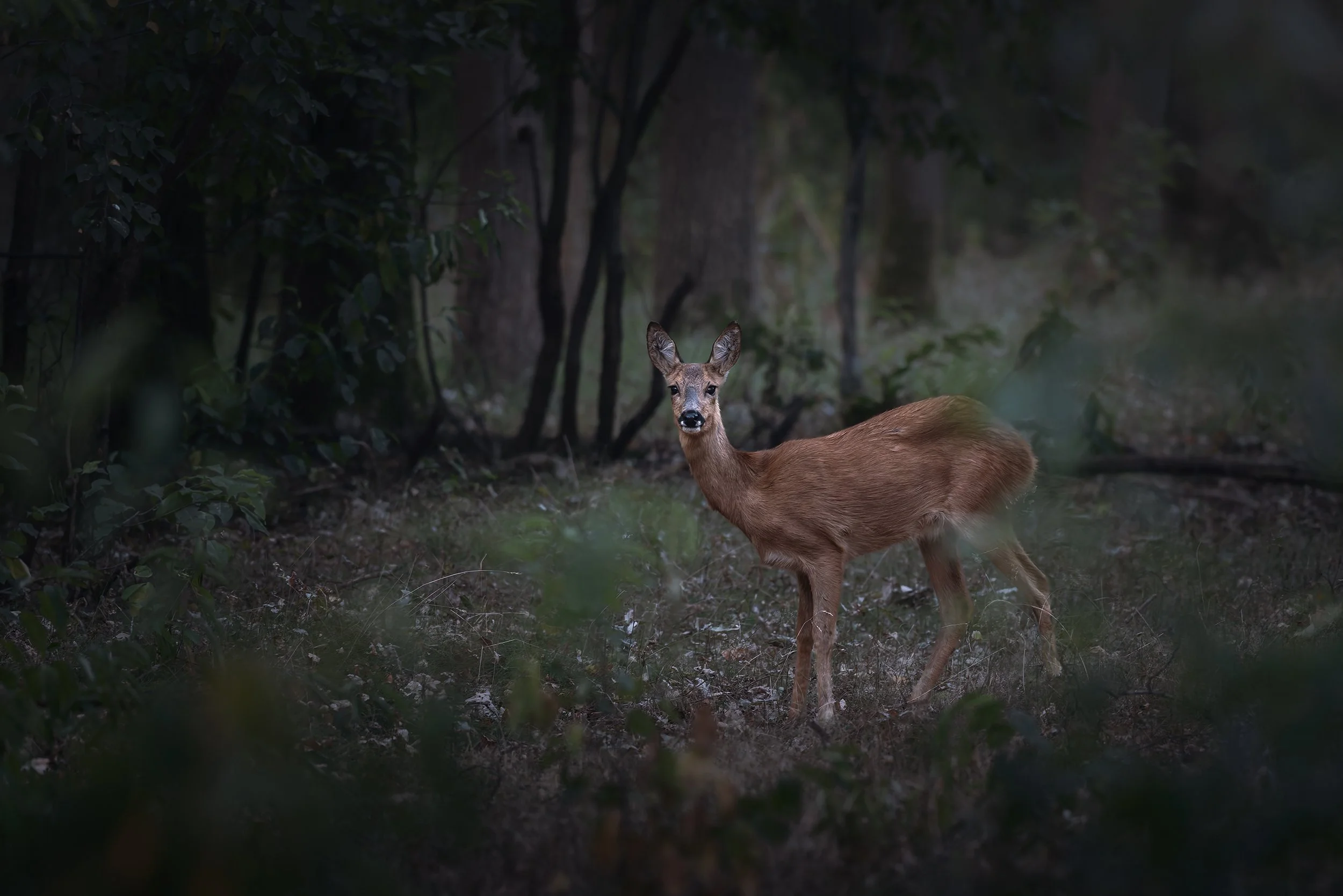 Roe Deer