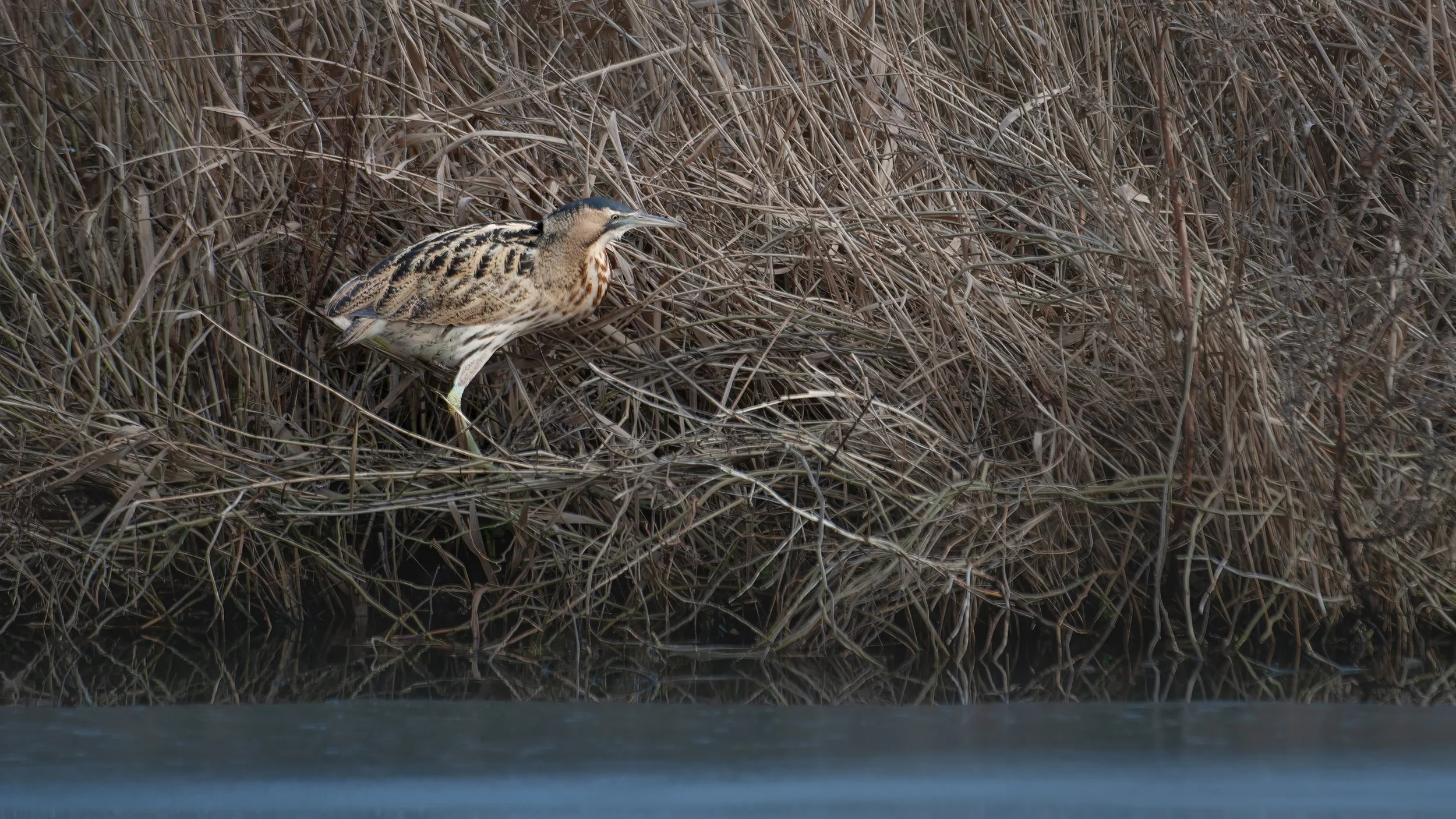 Eurasian Bittern
