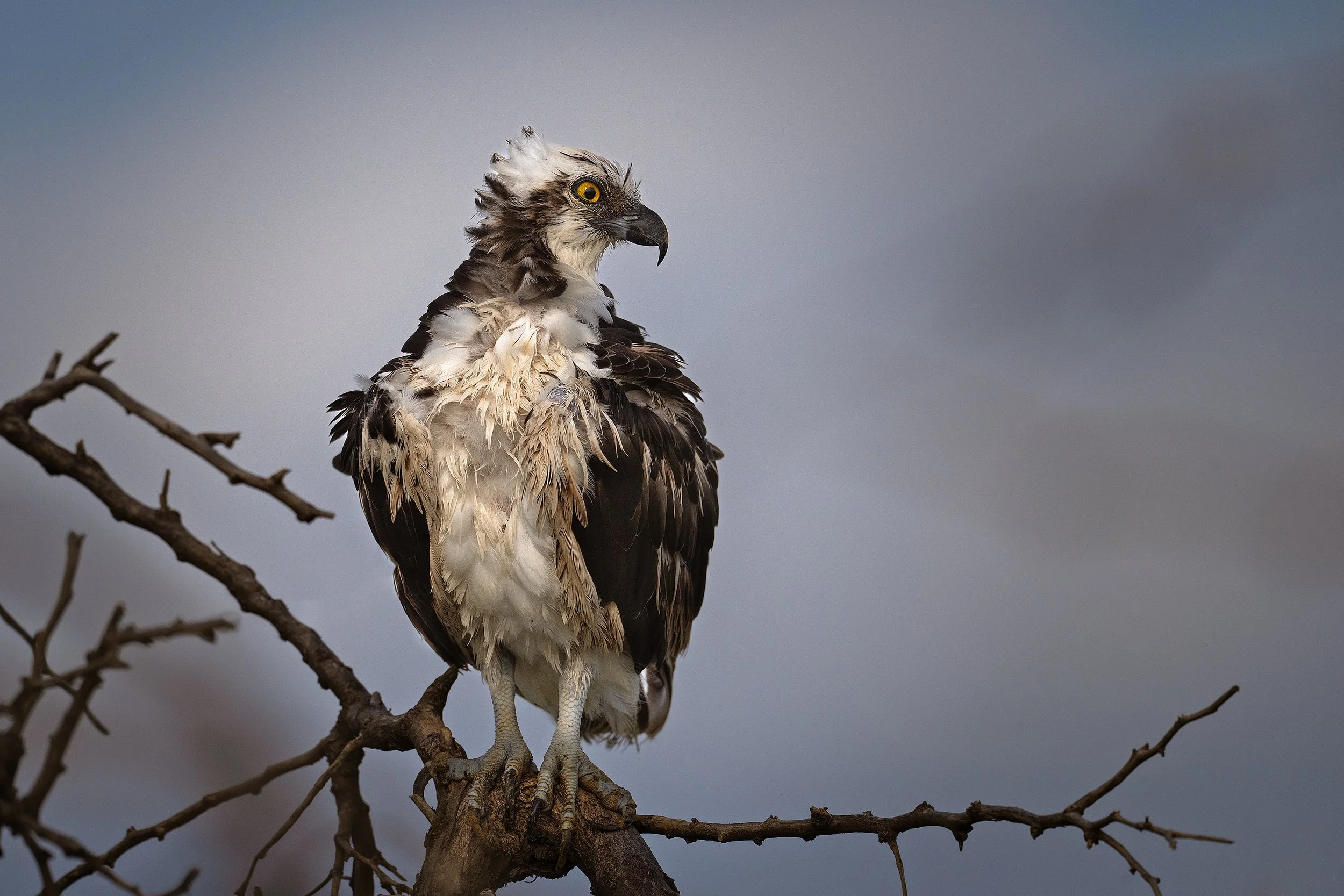 Osprey