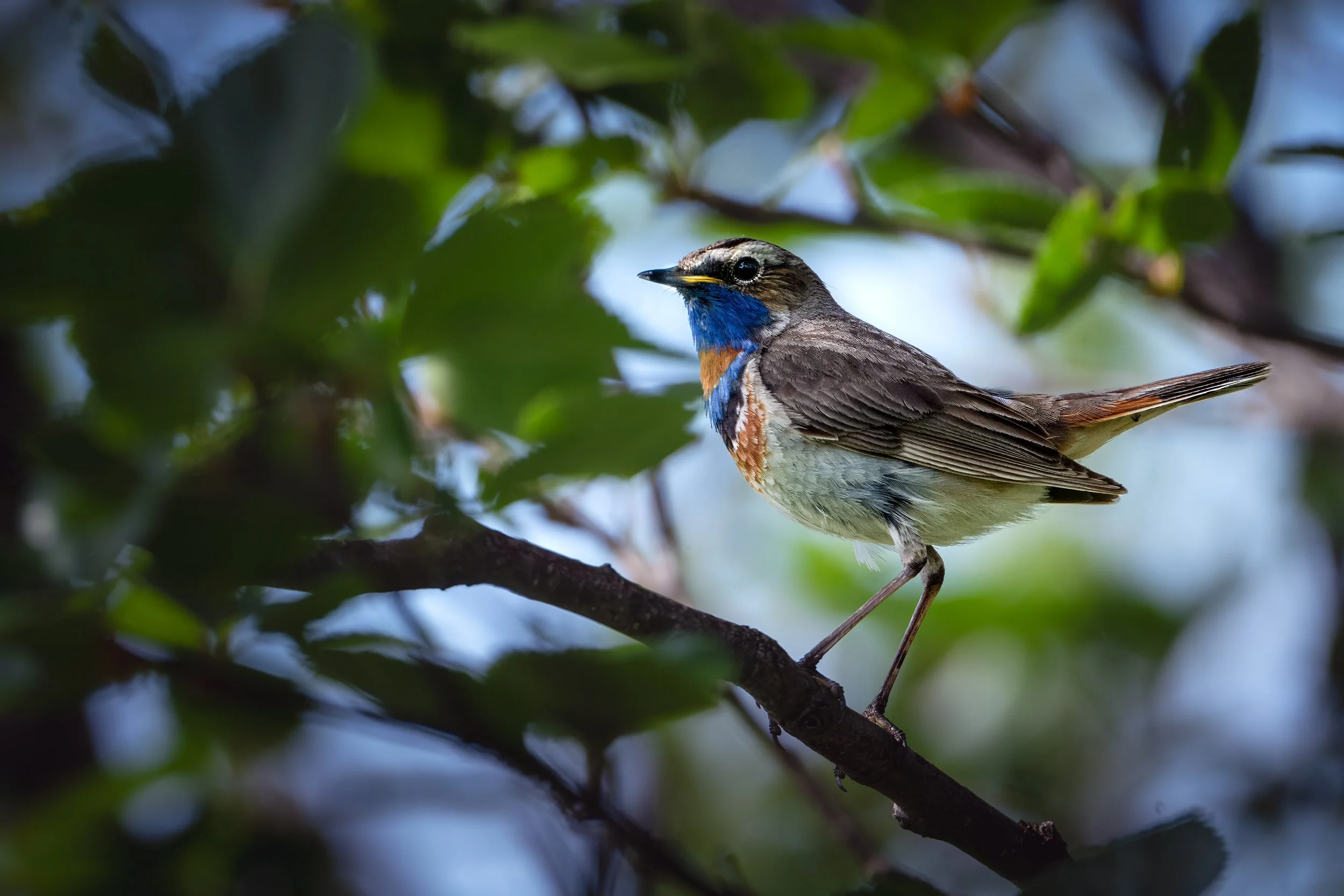 Red-spotted Bluethroat