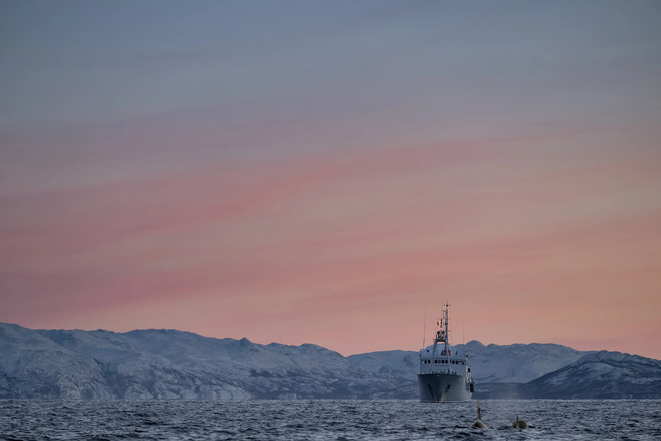 Killer Whales (and coastguard)