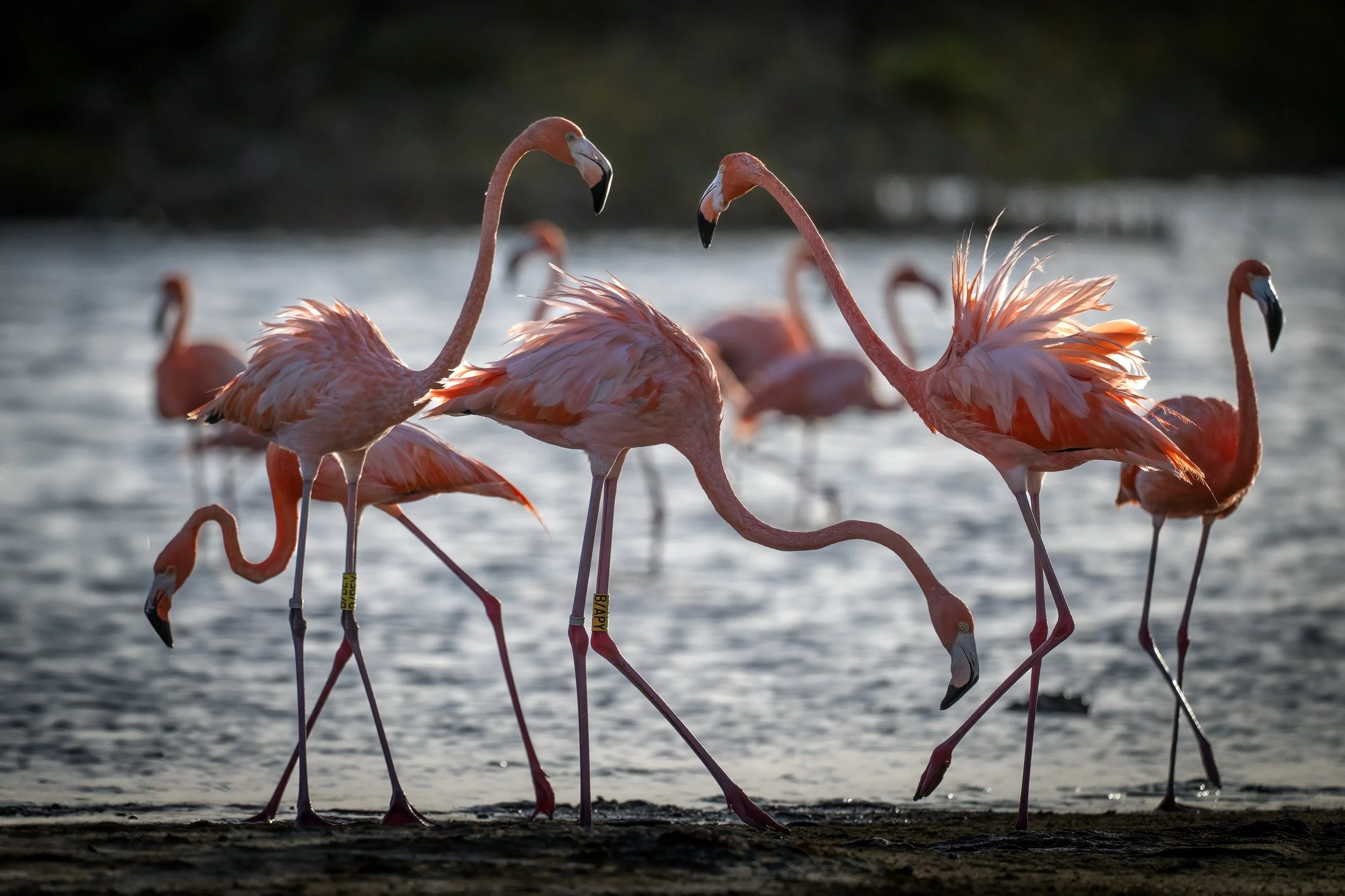 Caribbean Flamingo
