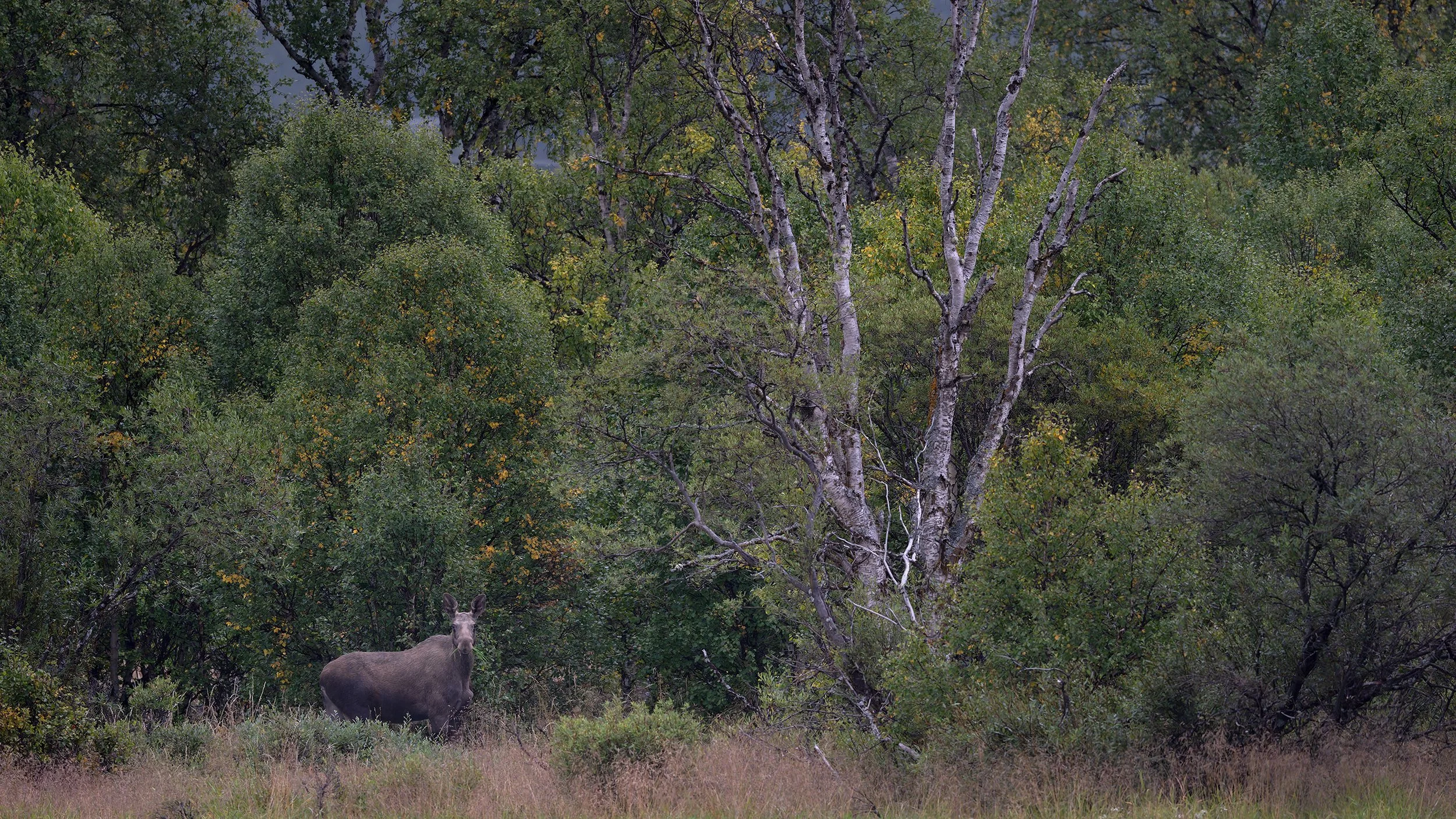 Moose