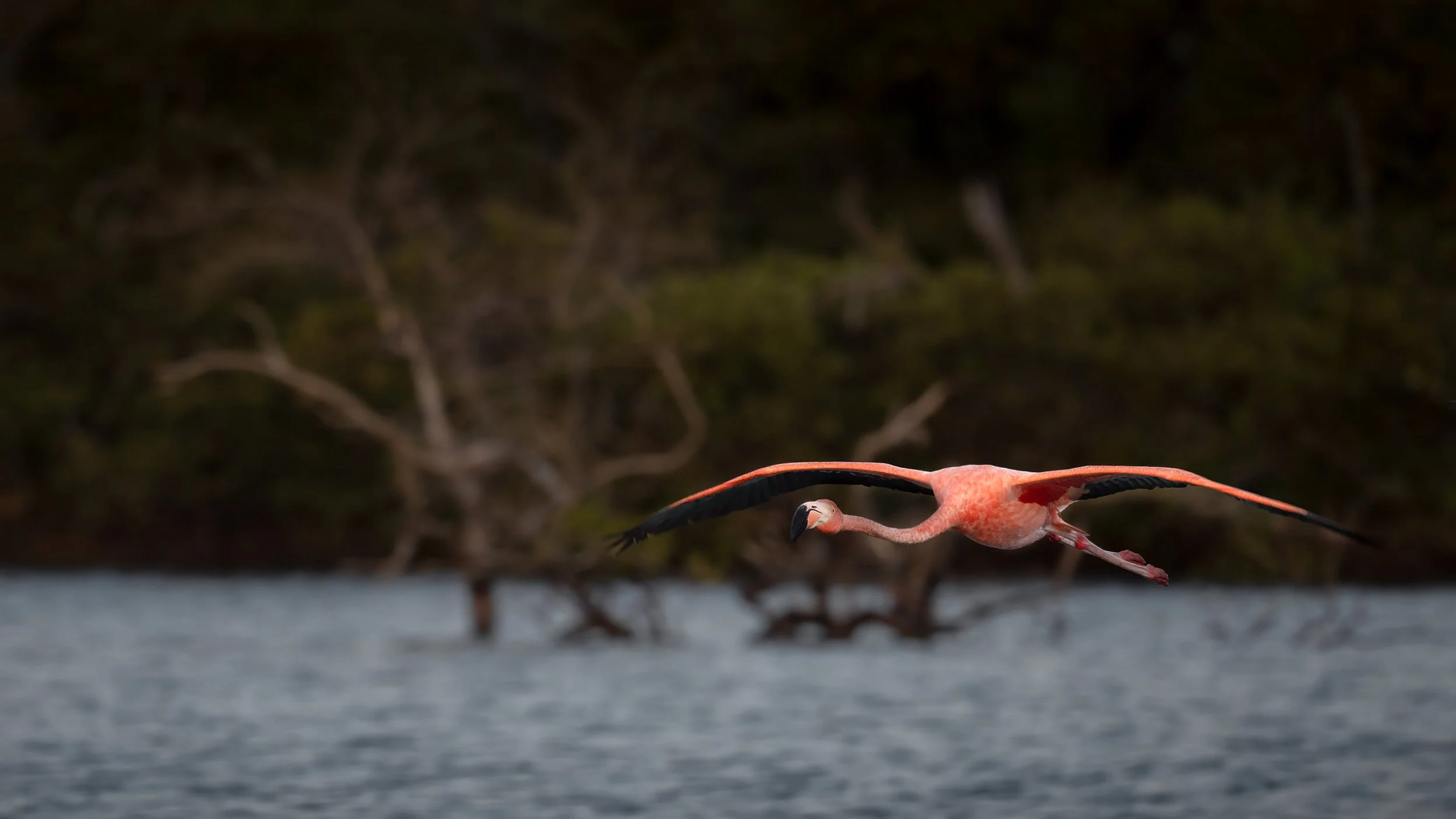 Caribbean Flamingo