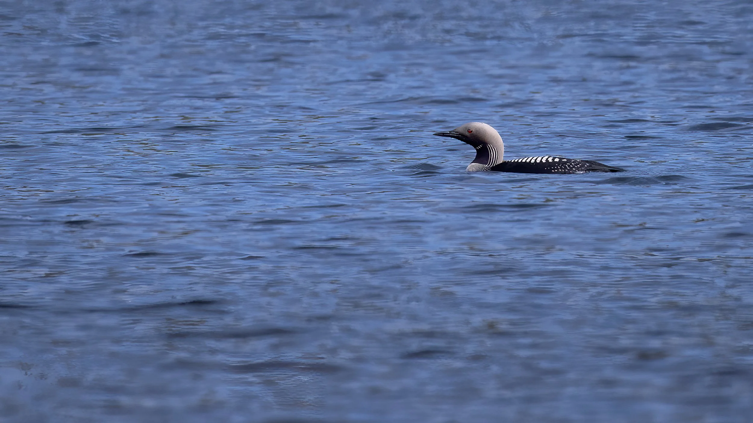 Black-throated Loon