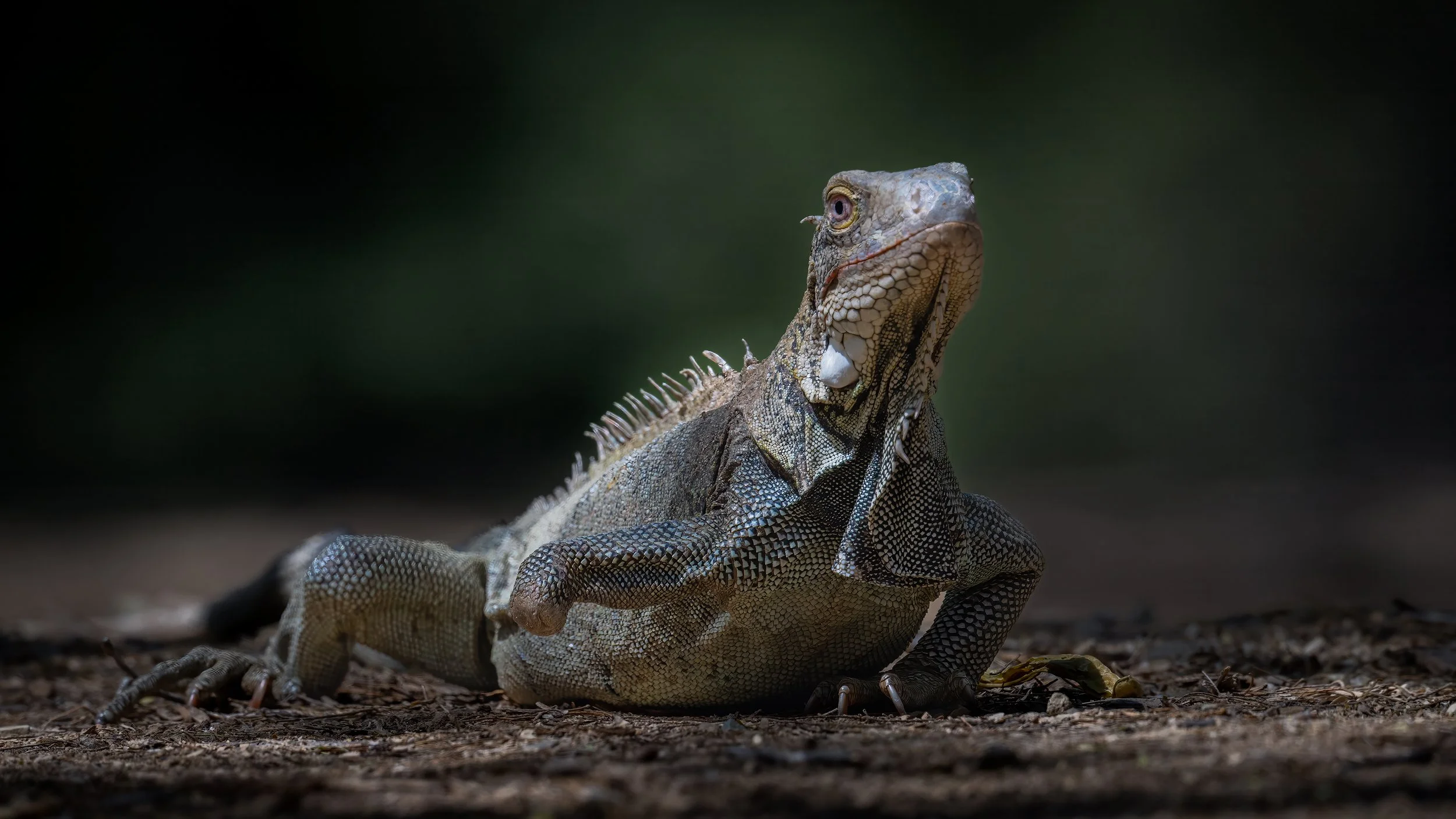 Green Iguana