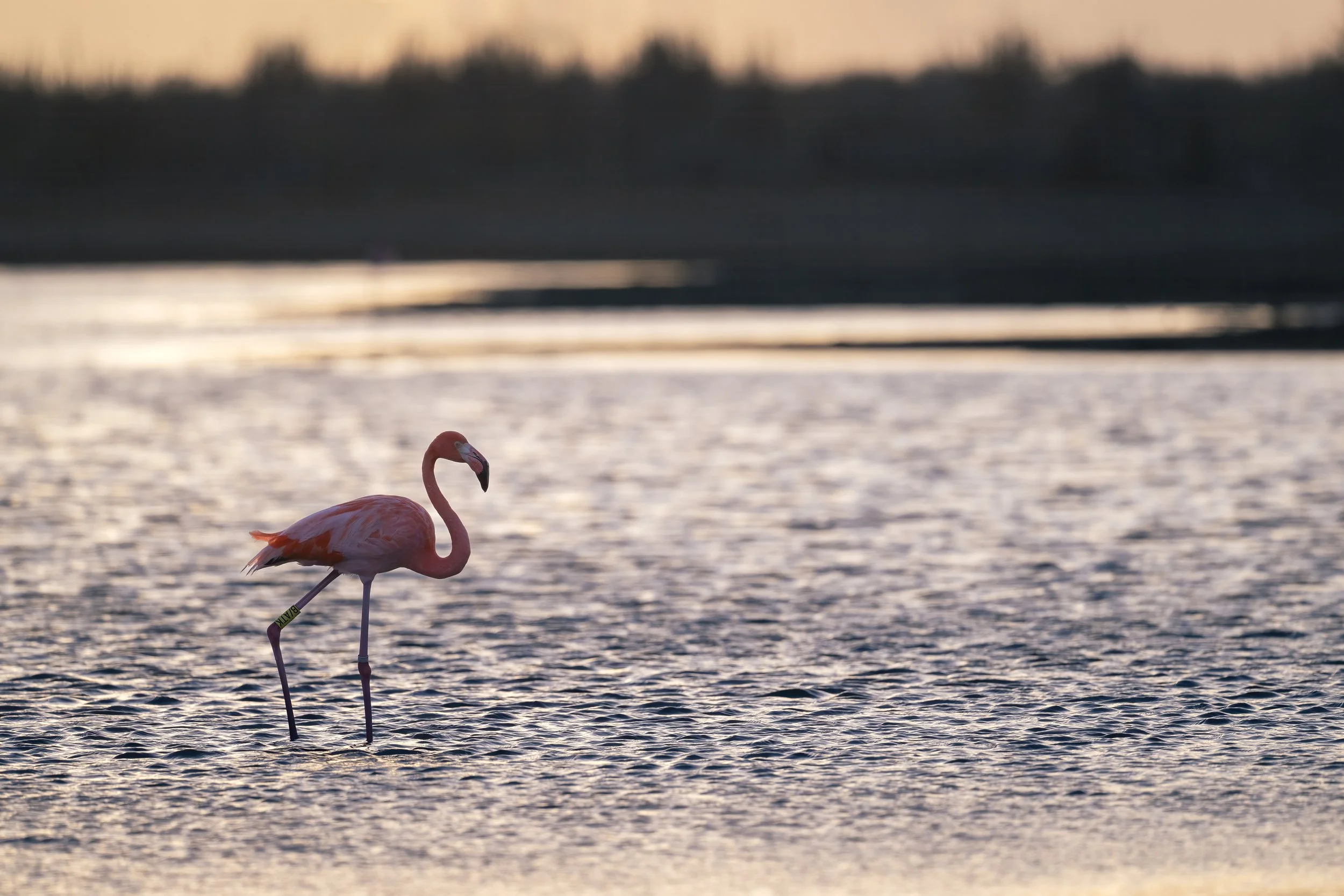 Caribbean Flamingo